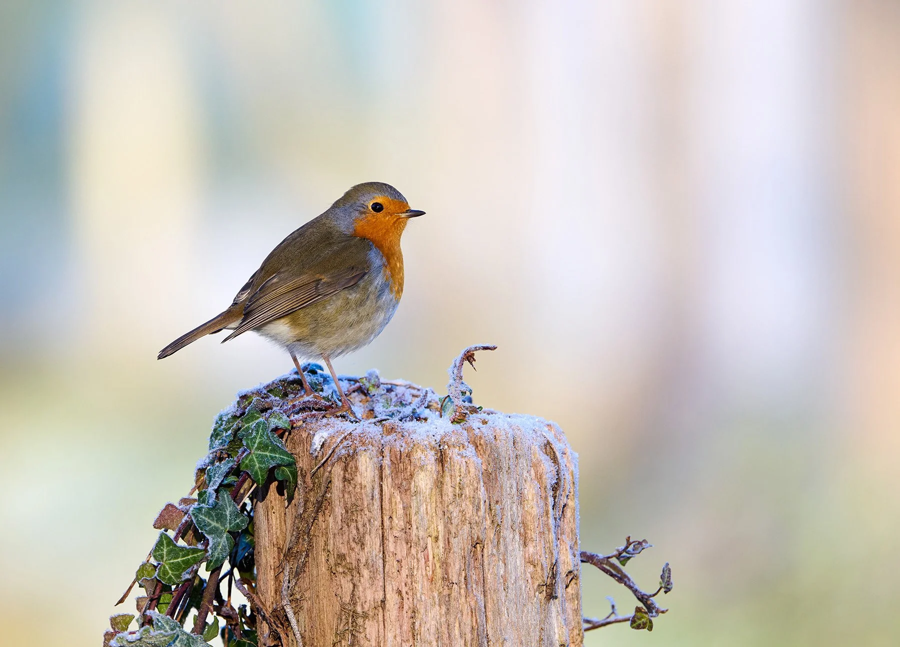 Robin on a frosty tree stump