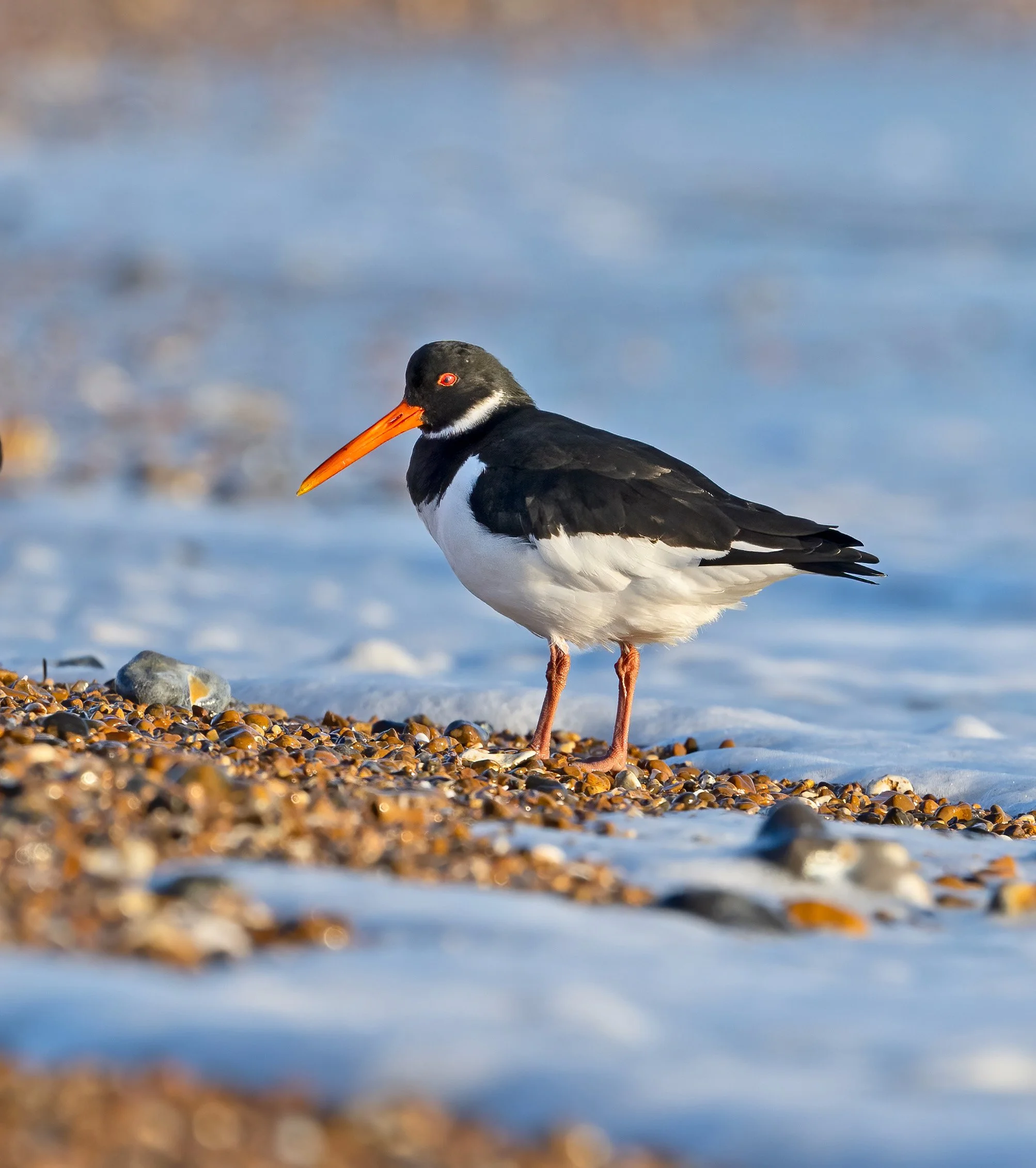 Oystercatcher on the beach 