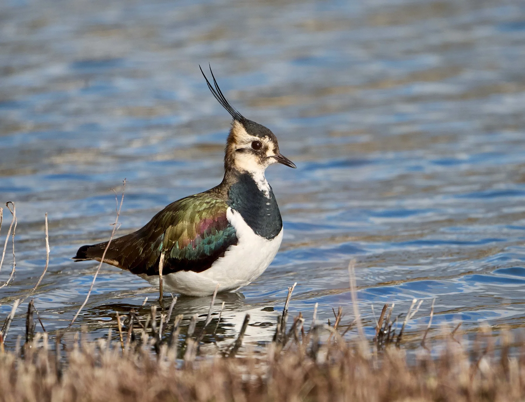 Lapwing on the edge of a lake