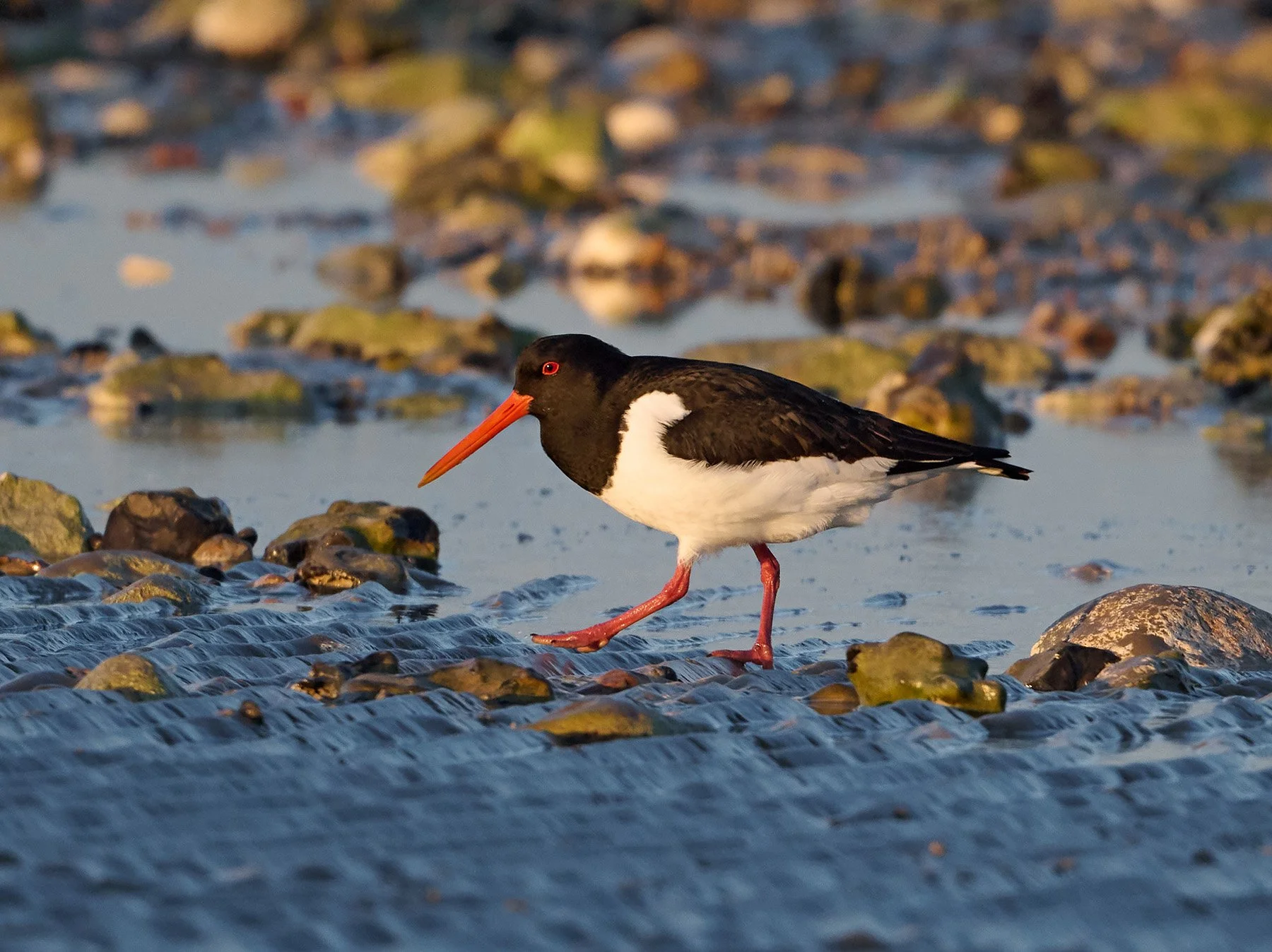 Oystercatcher walking on the beach