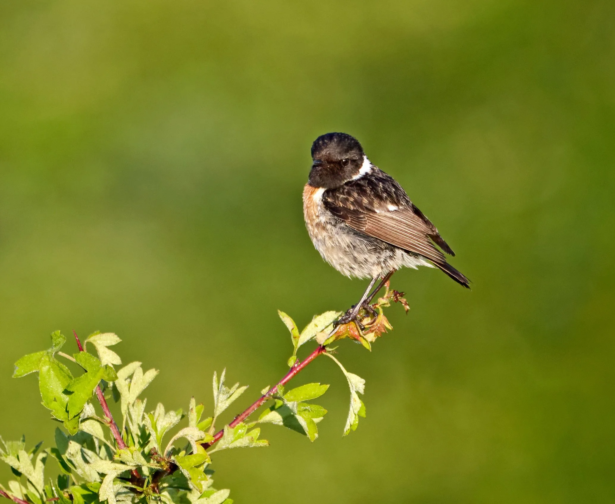 Stonechat_011WS.jpg