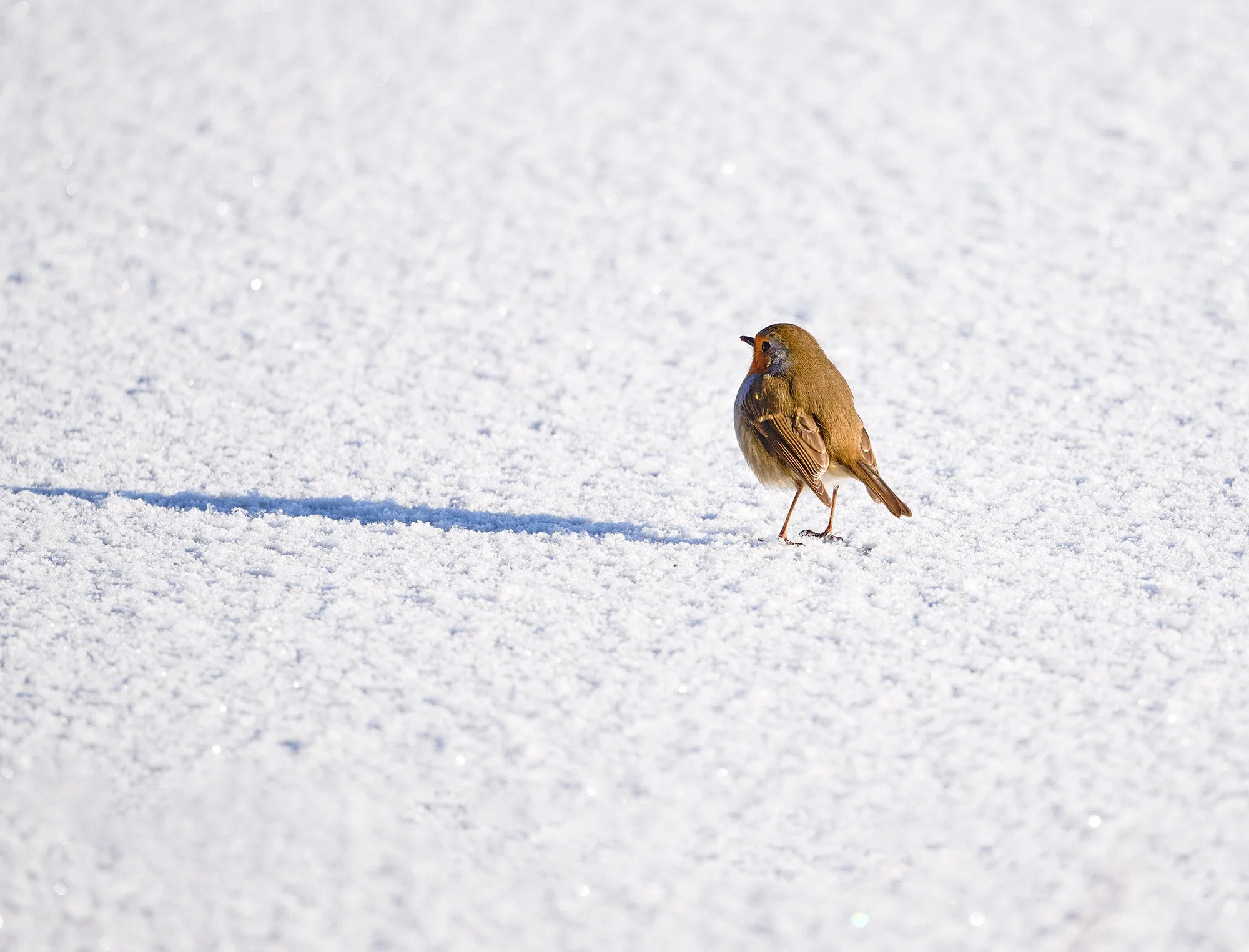 Robin on a frozen lake