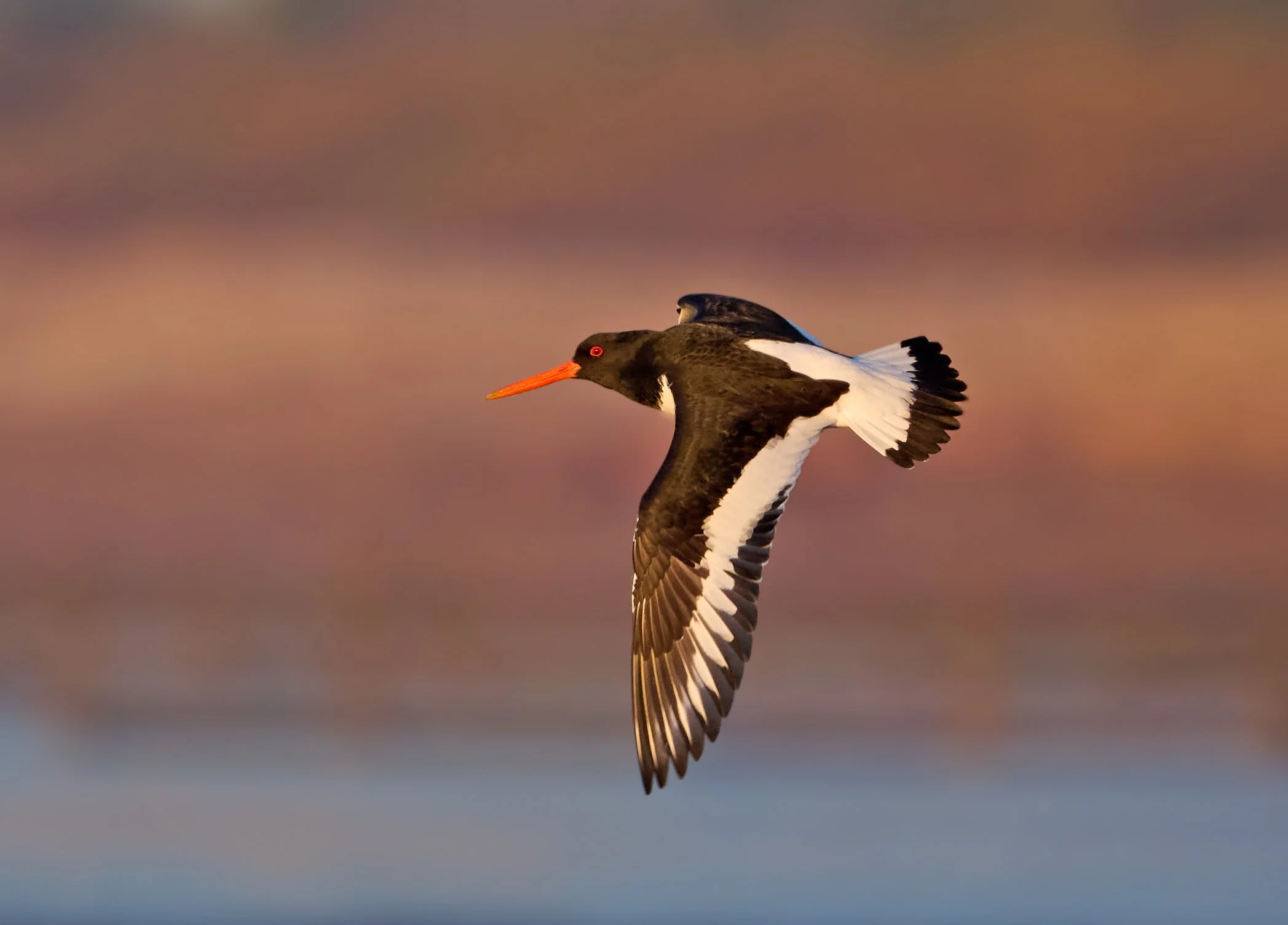 Oystercatcher in flight at sunrise