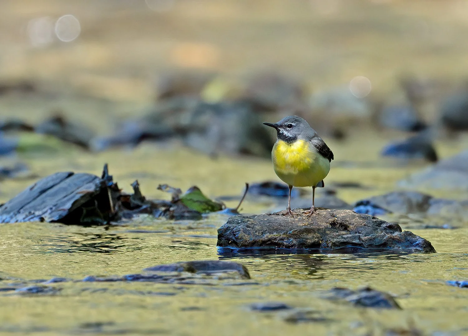 Grey wagtail standing on rocks