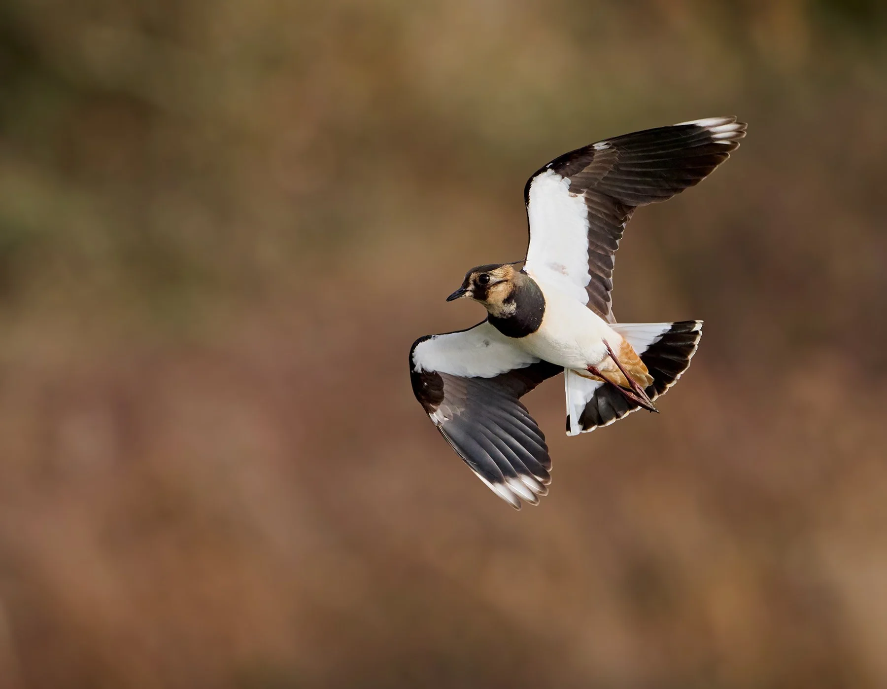 Lapwing flying against a green and brown background