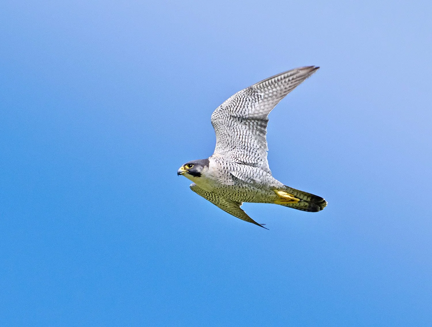 Peregrine falcon in flight