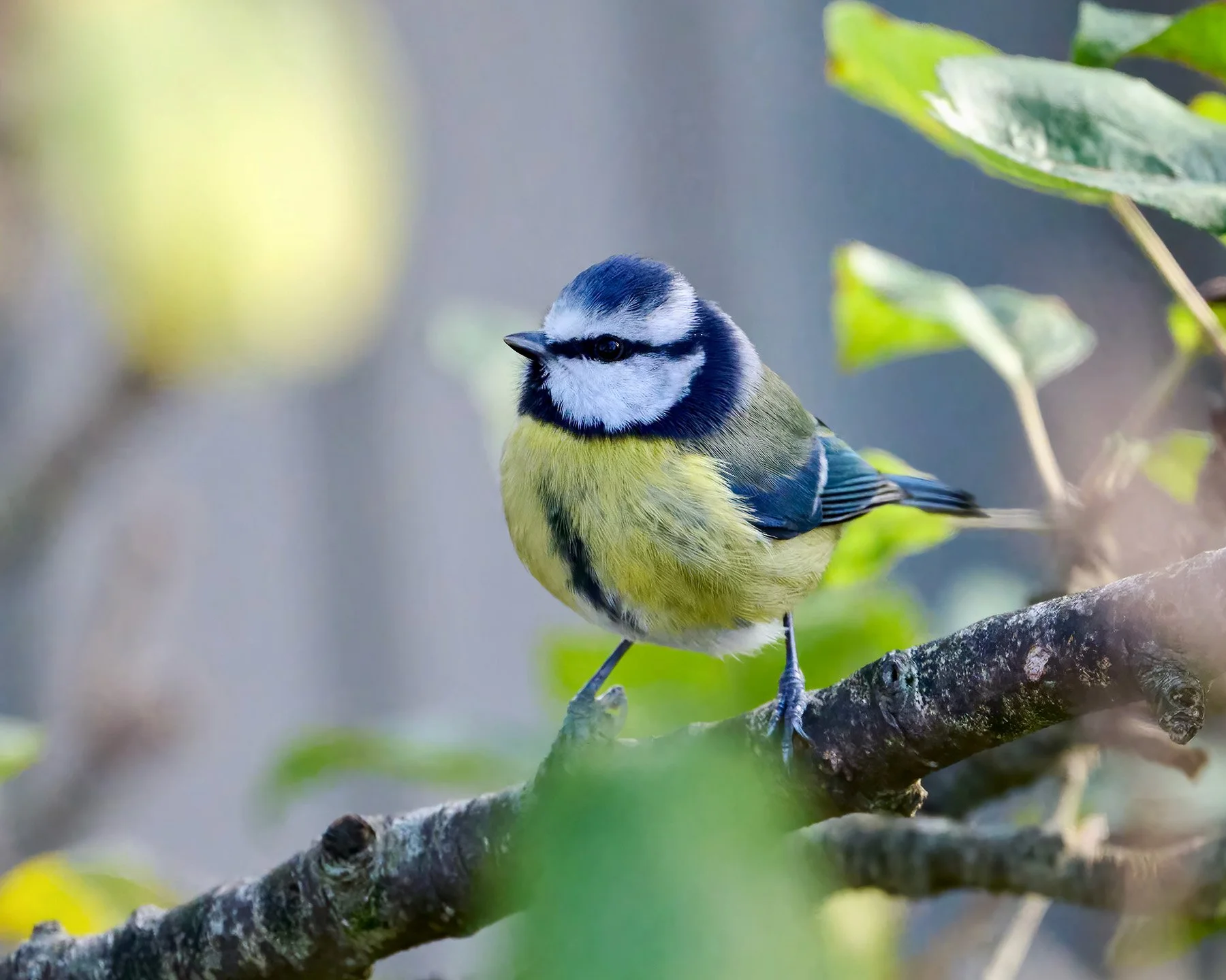 Blue tit in a tree