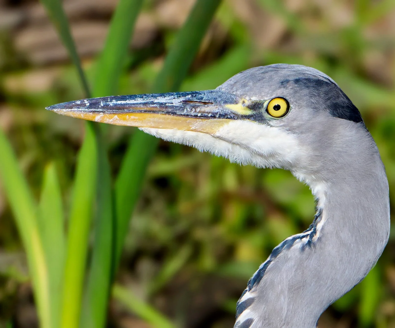 Close up of a grey heron
