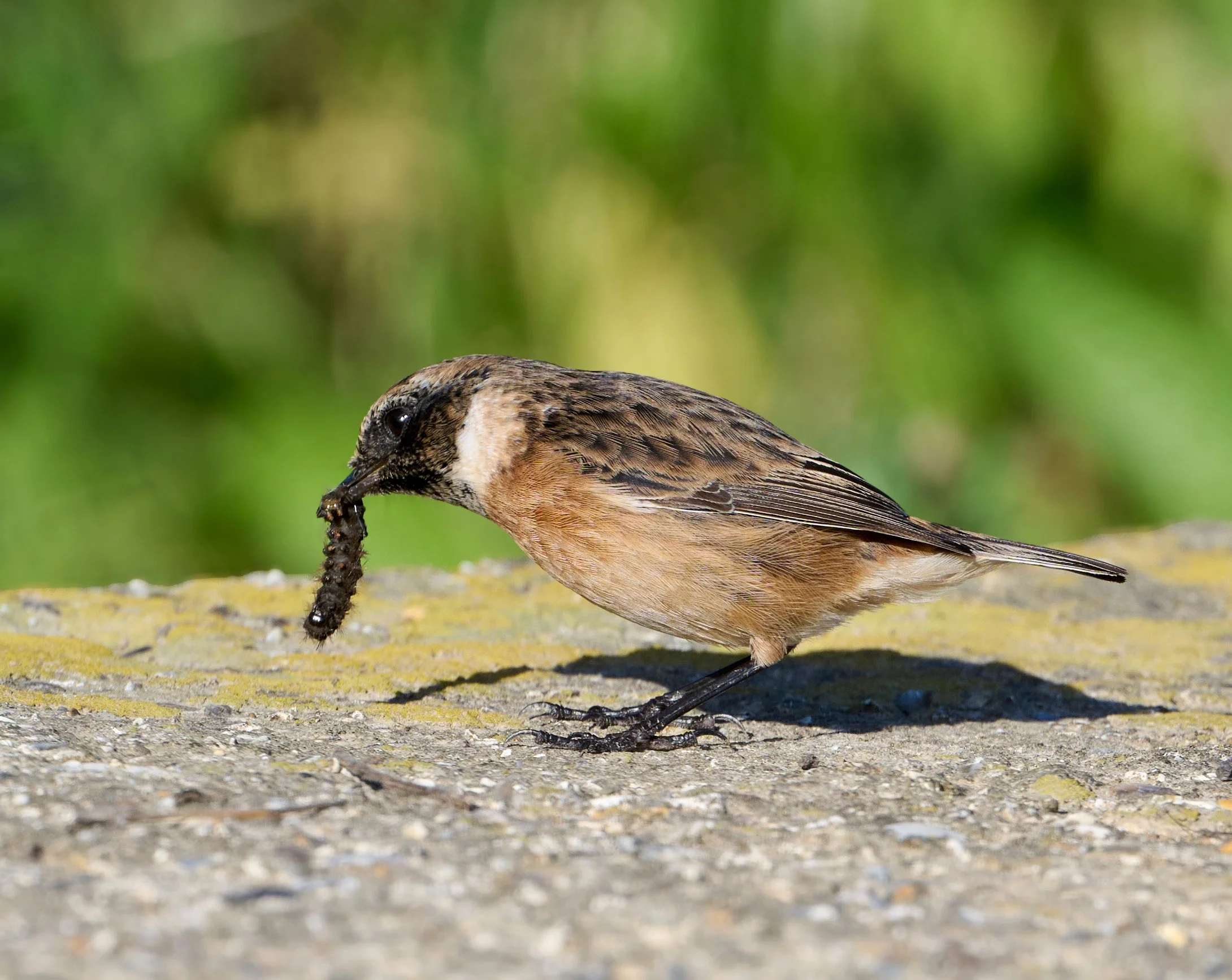 Stonechat with a caterpillar in it's bill