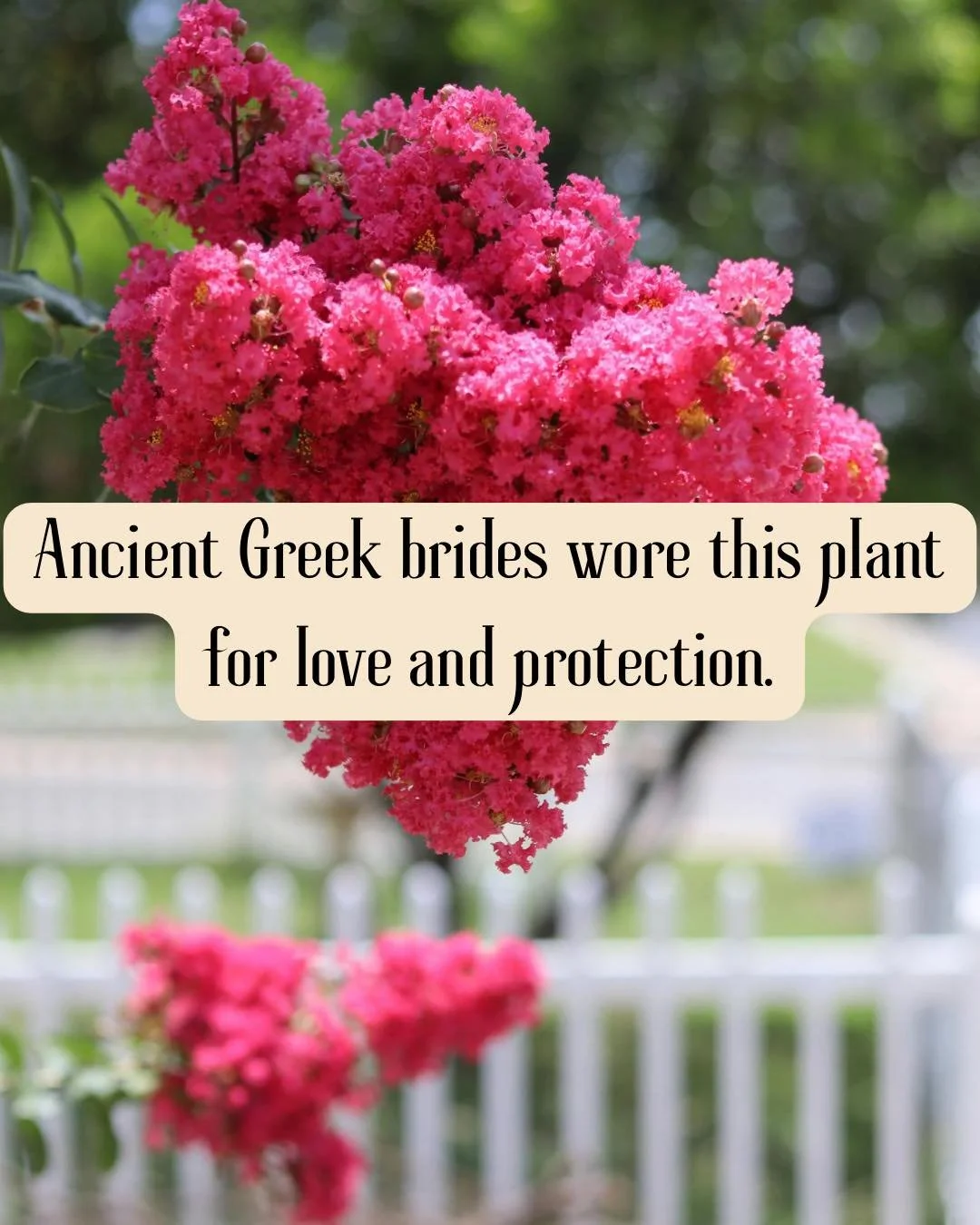 Myrtle was sacred to Aphrodite and woven into bridal wreaths in ancient Greece.

It symbolized devotion, marriage, and sacred union.

Today, myrtle oil appears in natural skincare and fragrance for its refreshing, green, uplifting qualities.

Some bo