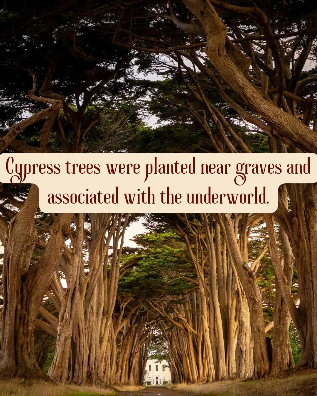 Cypress trees were associated with mourning and immortality in Greek mythology, sacred to Hades and the underworld.

Today, cypress oil is used in woody fragrances for its grounding, earthy, slightly smoky depth.

Dark botanicals carry presence.

Fro