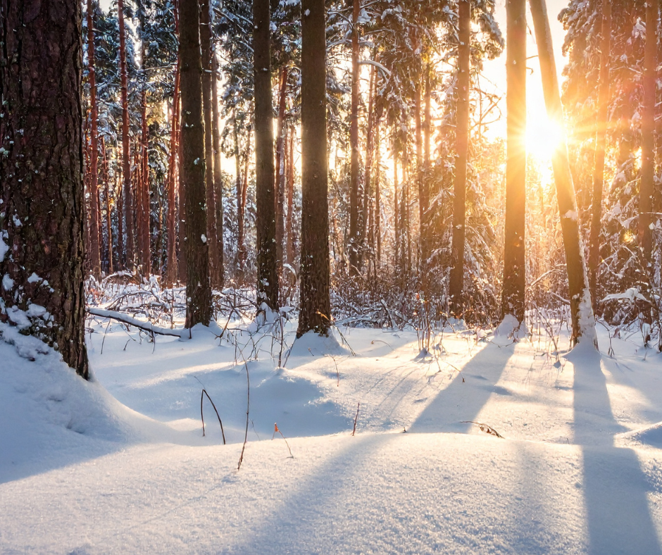 Pratibhā: The Light That Leads You Onward | 4 Week Online Series