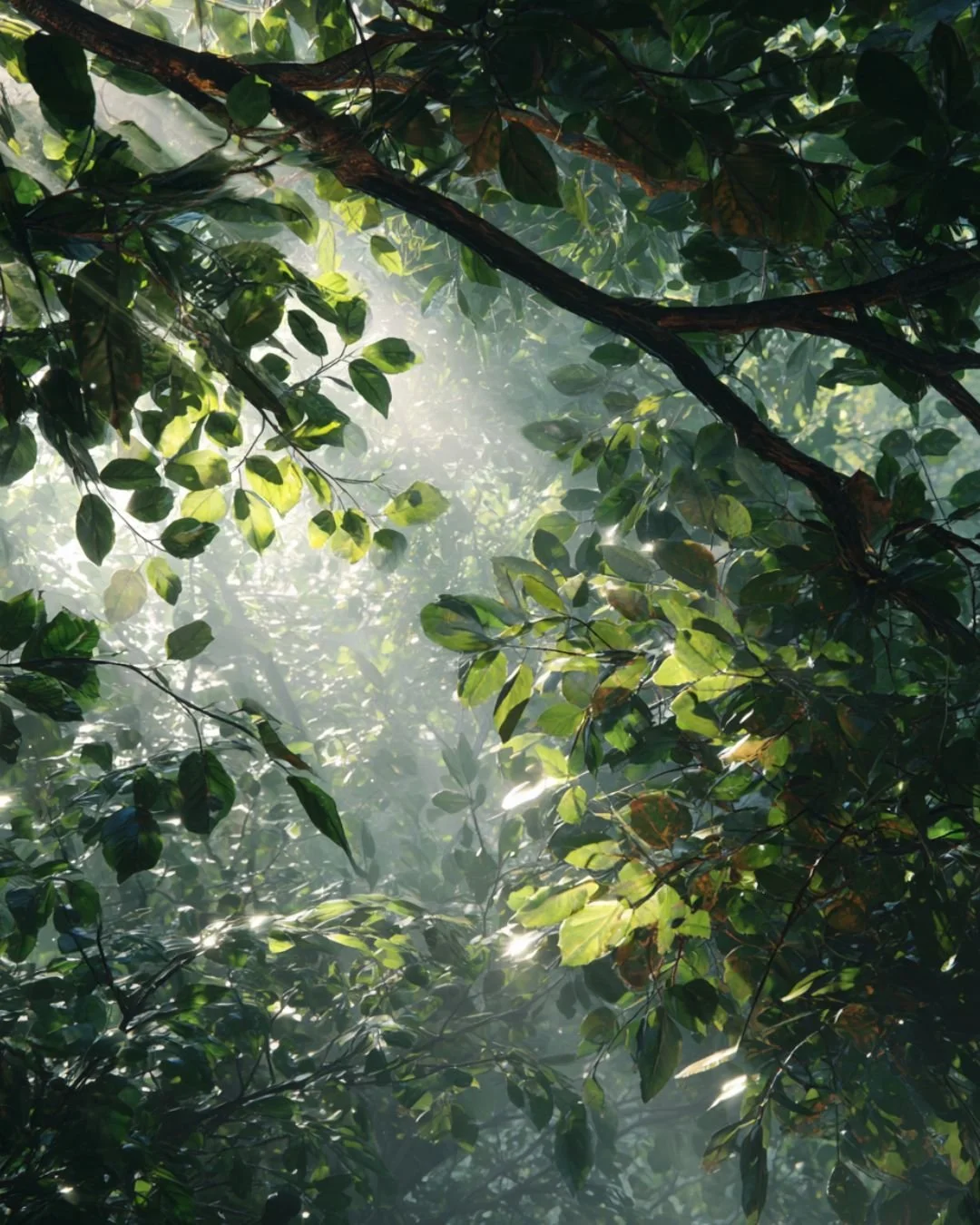 Image of sunlight shining through the leaves of a tree.