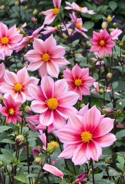 No drugs, no meditation…really?