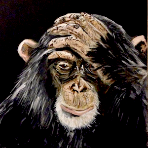 Chimp (Copy)