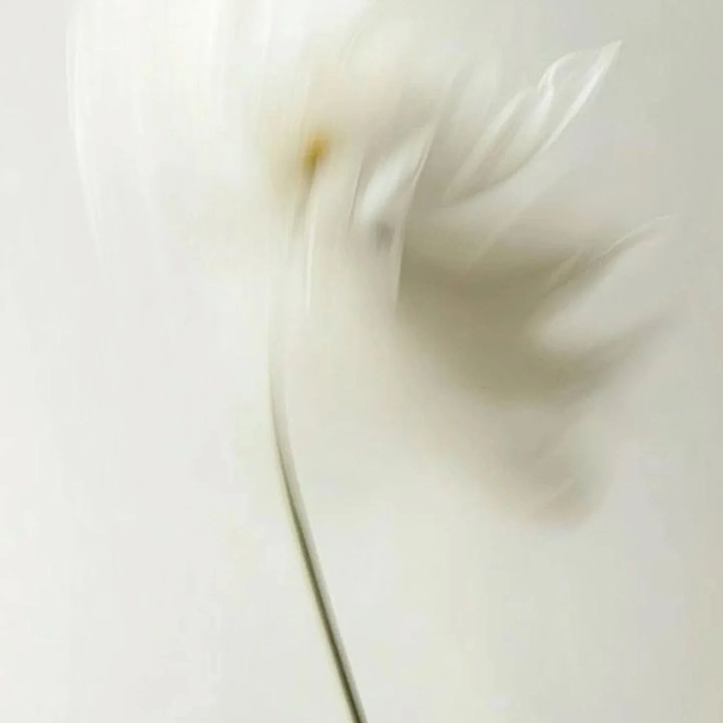 Merci infiniment d'avoir choisi d'offrir un bijou NŪR pour t&eacute;moigner votre affection &agrave; vos proches.

C'est un immense honneur et je suis pleine de gratitude pour &ccedil;a.

Merci &eacute;galement d'avoir choisi l'artisanat et de souten