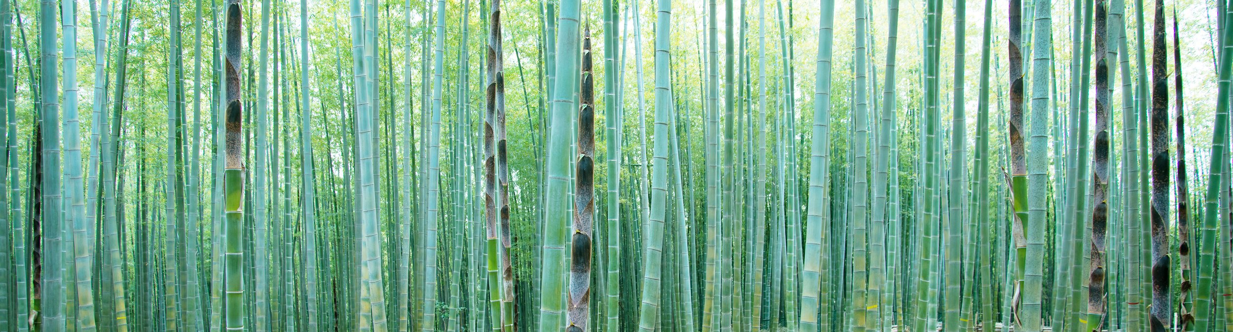 Young bamboo forest in soft green light
