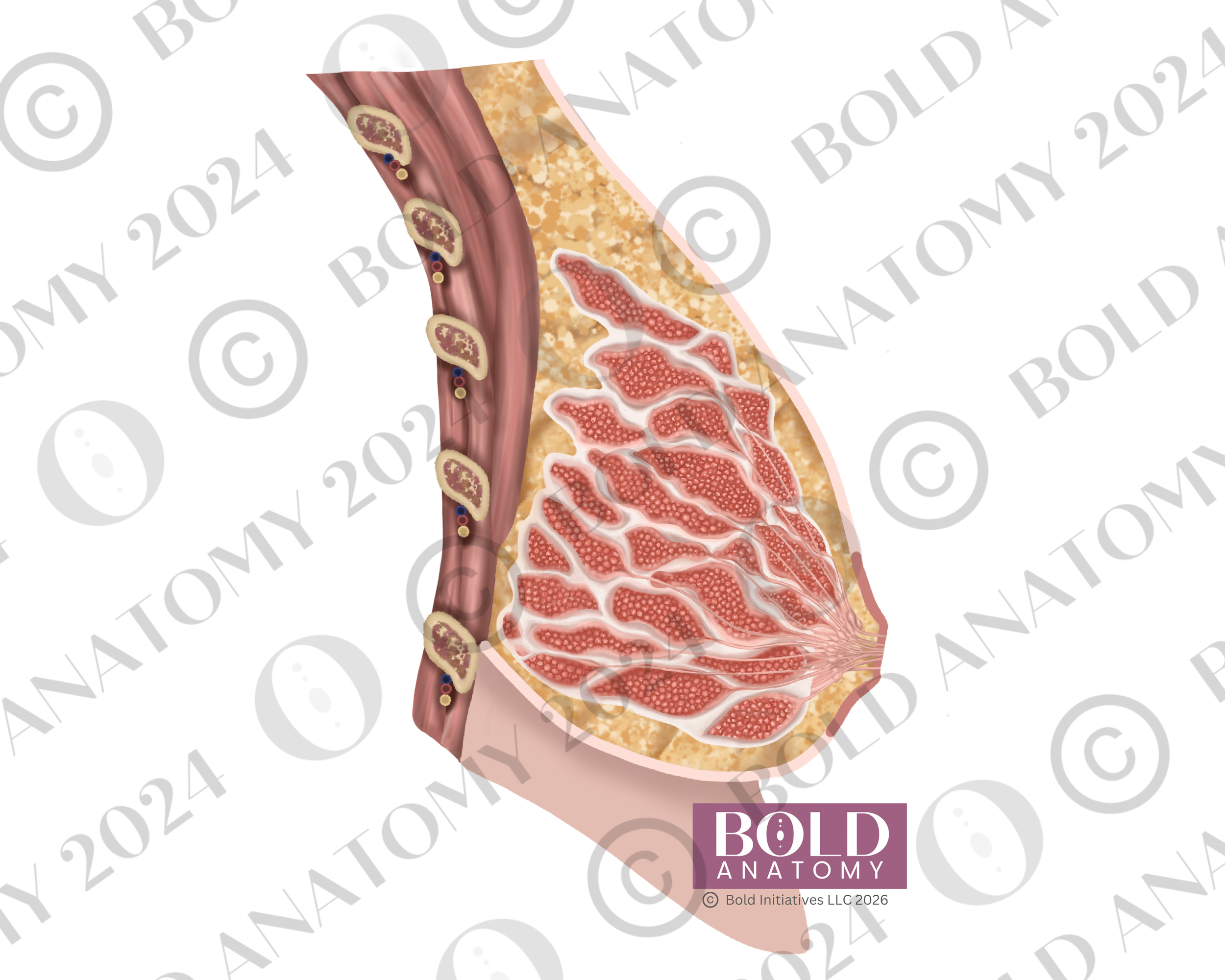 Breast, Side View, Lightest.png