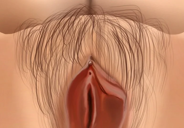 Vulva_1d.jpg