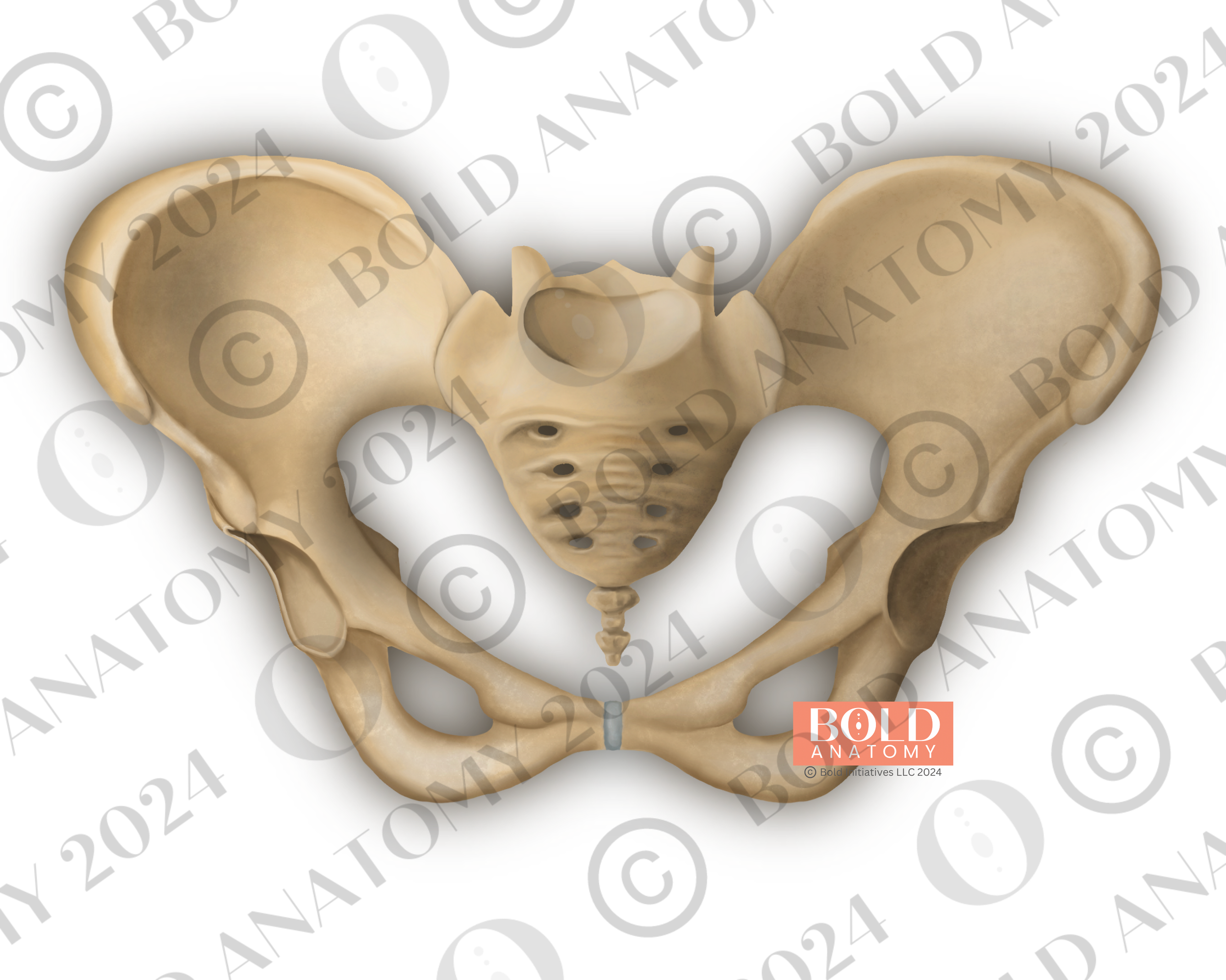Anterior View of Pelvis