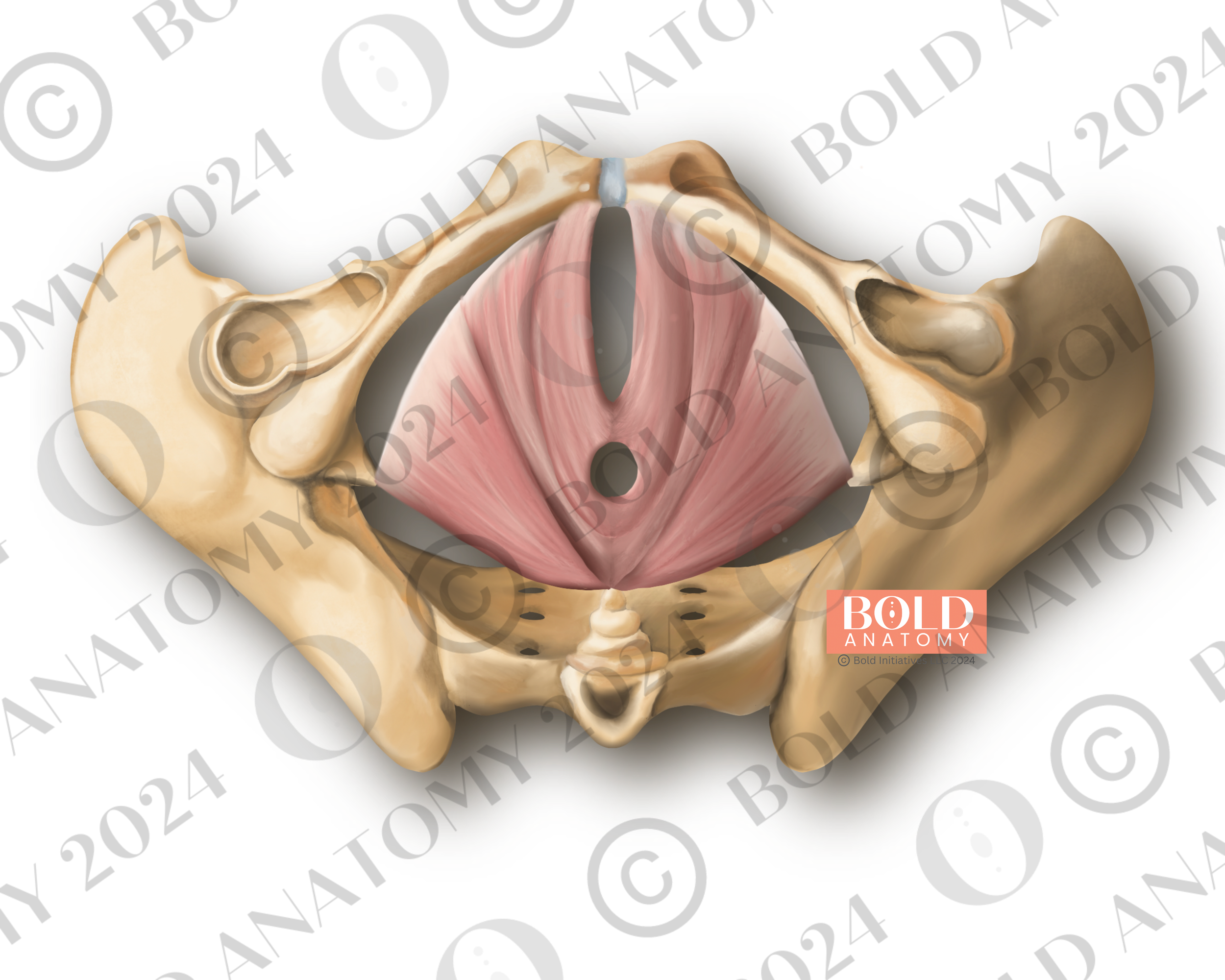 Pelvic Floor Layer 3