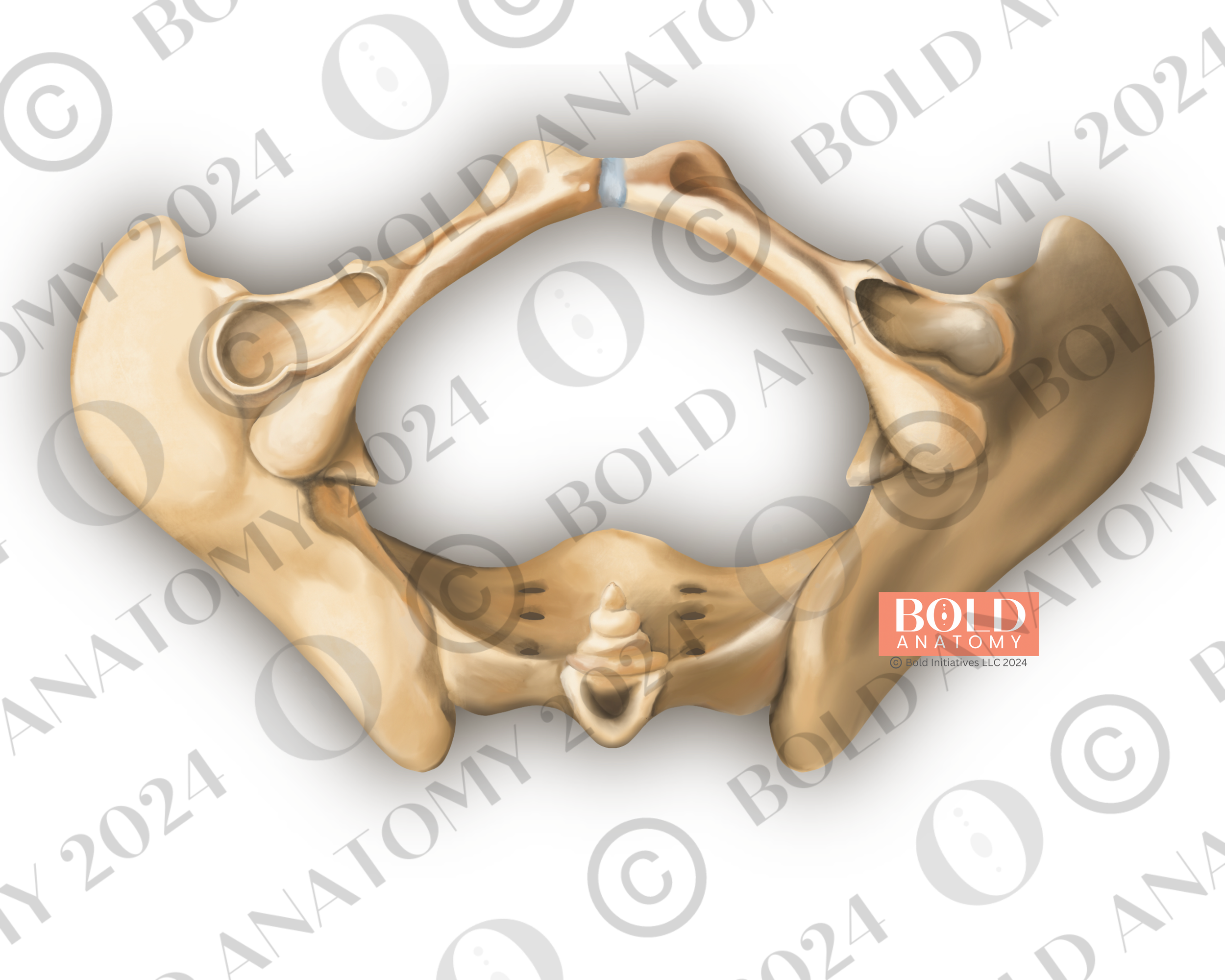 Inferior View of Pelvis.png