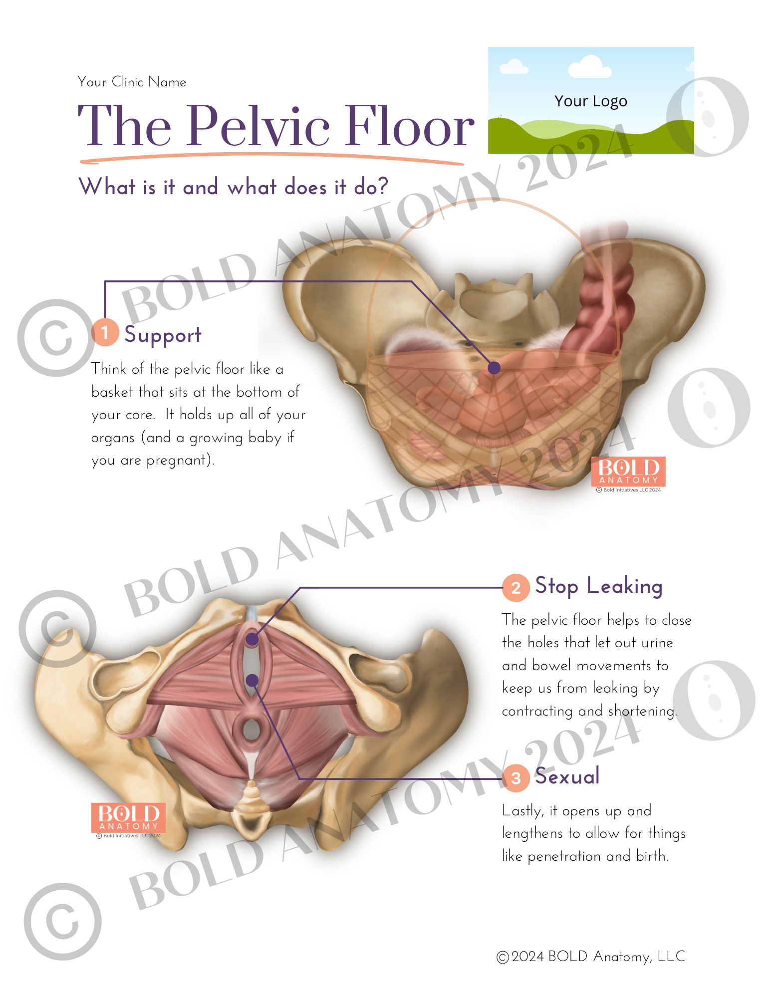 Pelvic Floor Layer 2 — BOLD Anatomy