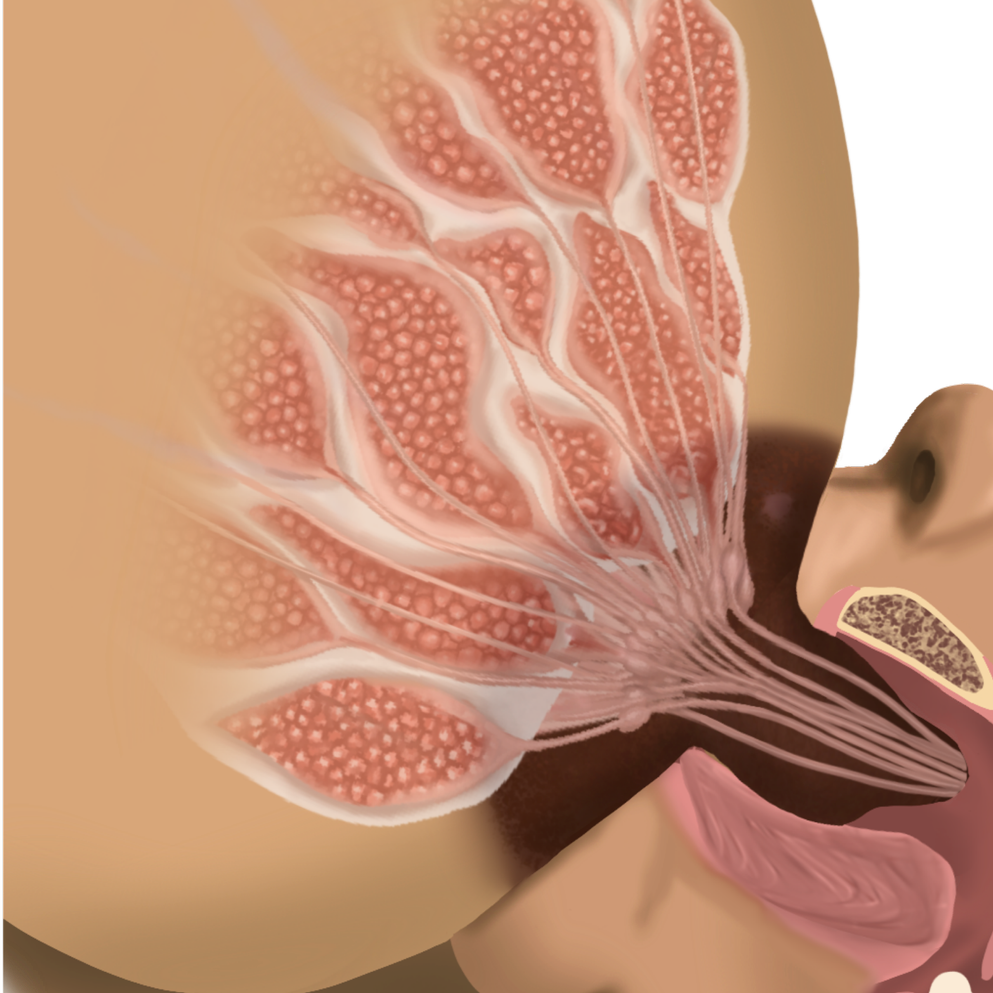 Deep+Latch++Swallowing%2C+Medium+Light.png