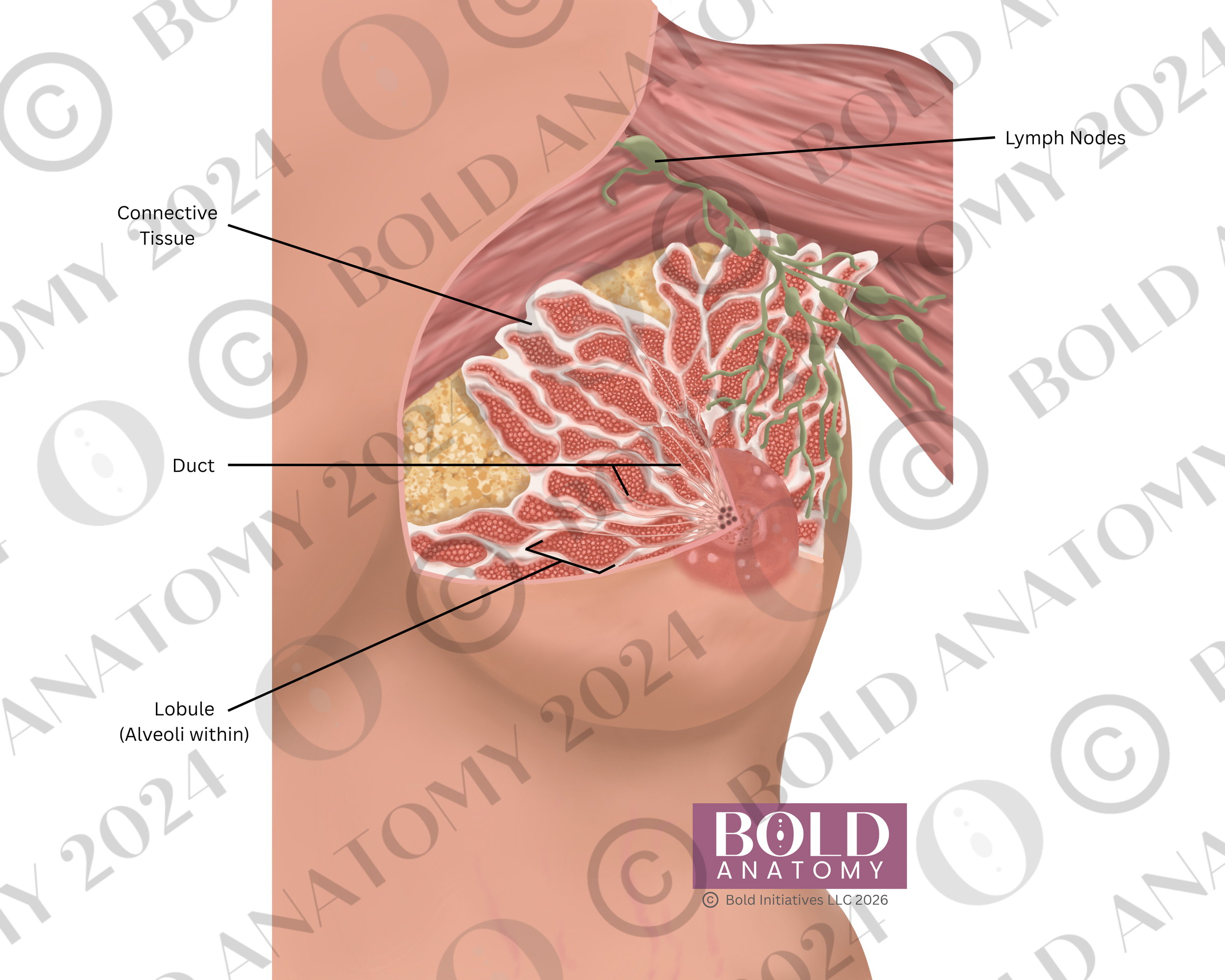 Labeled Anterior Breast, Lightest.png