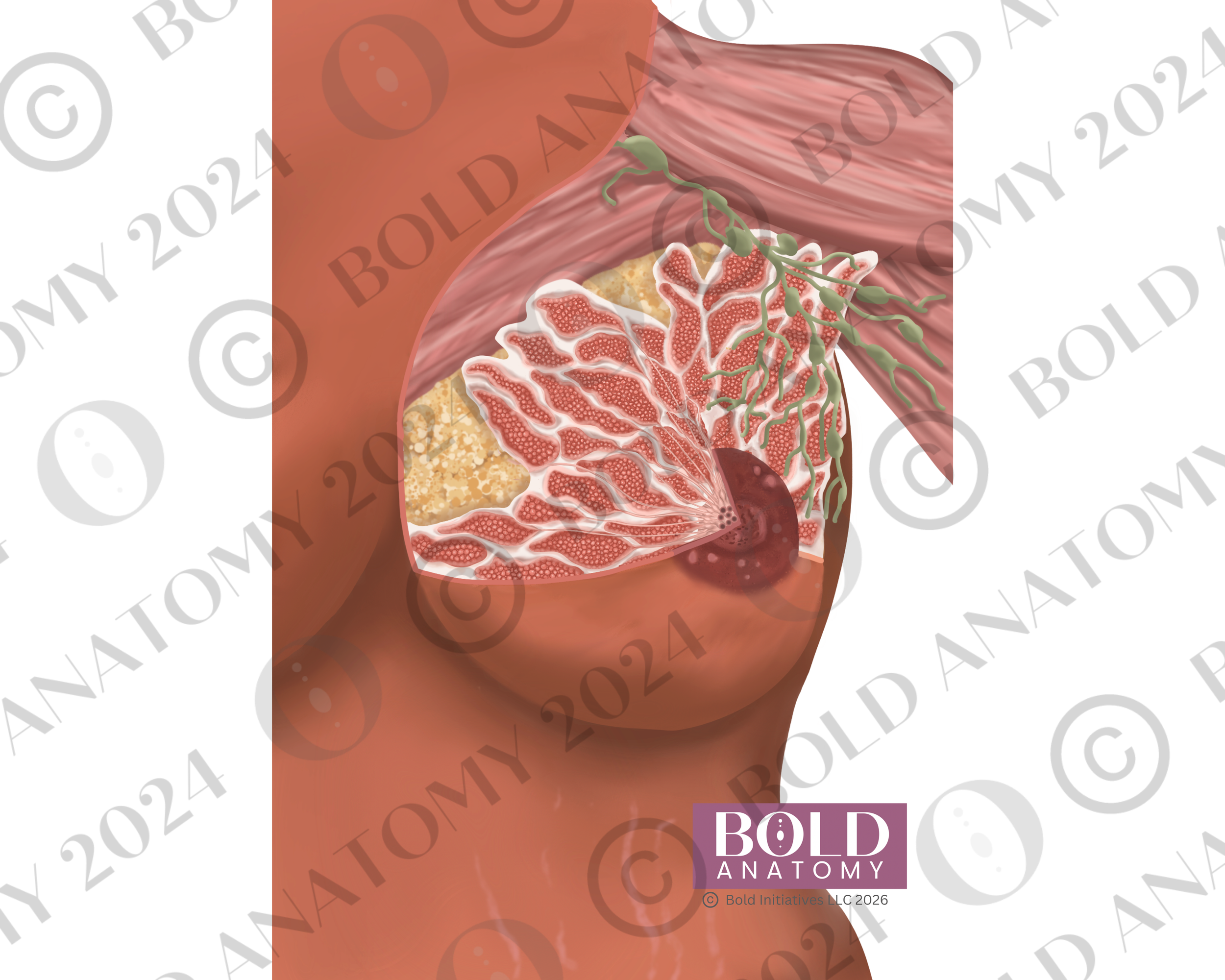 Anterior Breast Anatomy, Medium Dark
