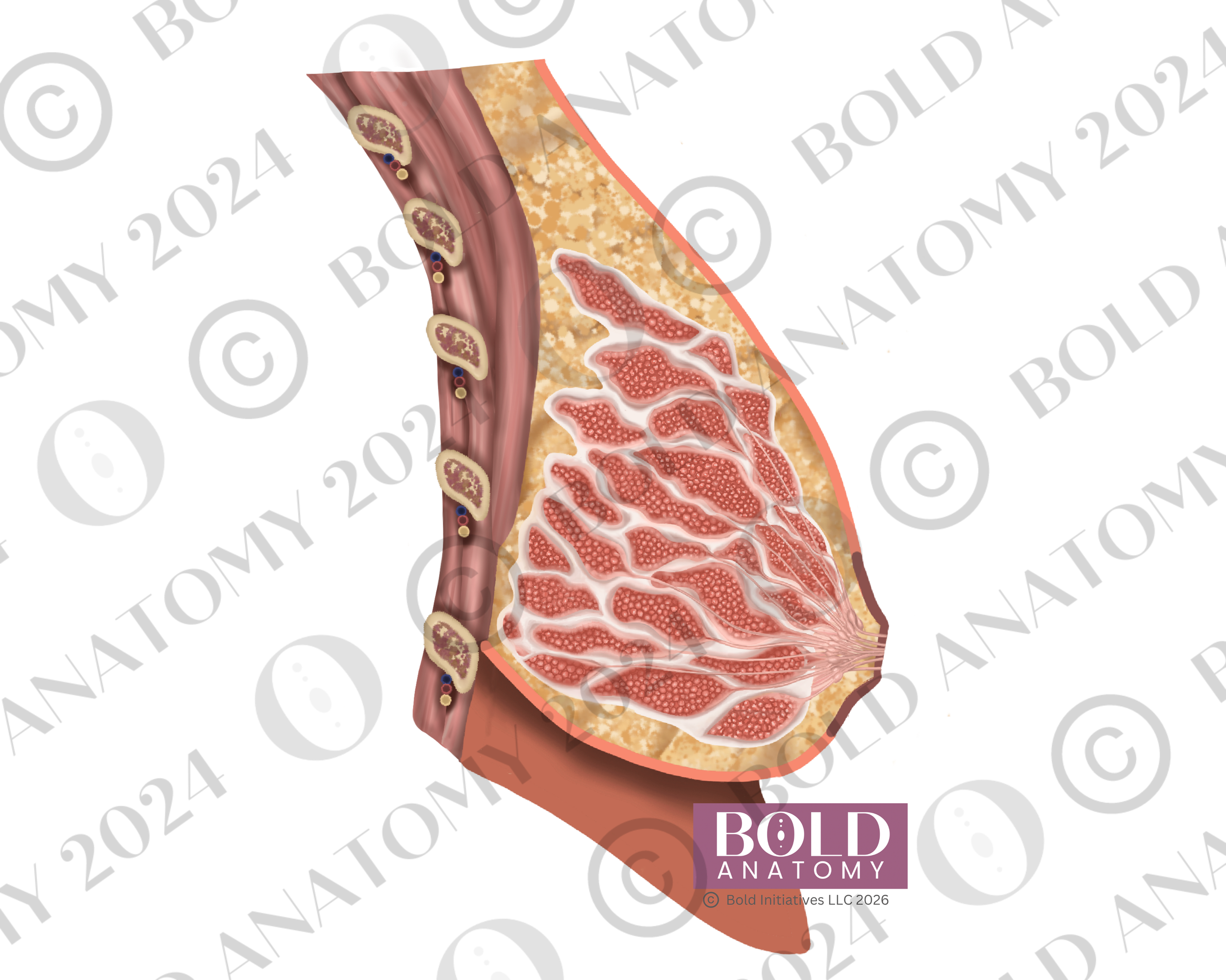 Sagittal Breast Anatomy, Medium Dark