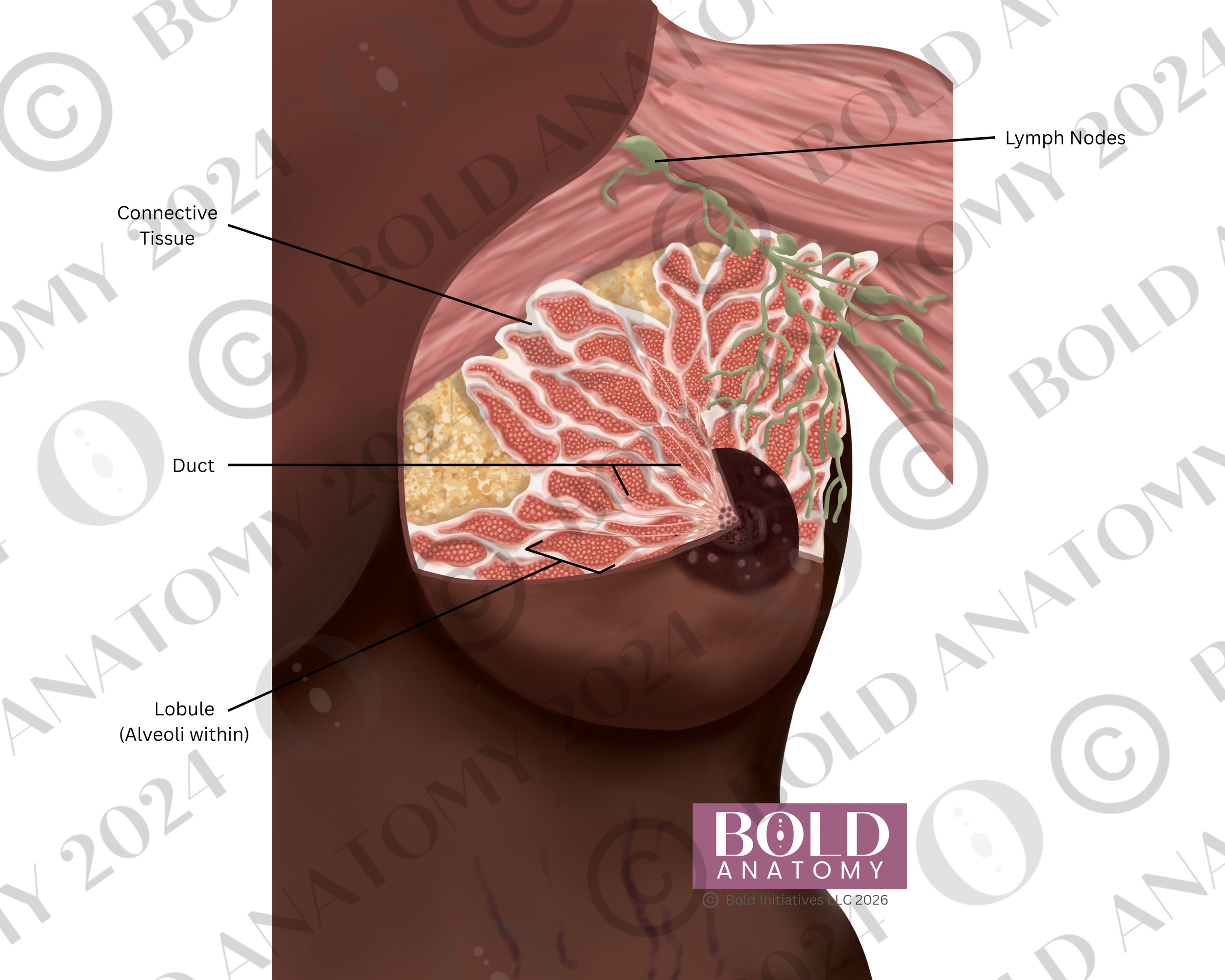 Labeled Anterior Breast, Darkest.png