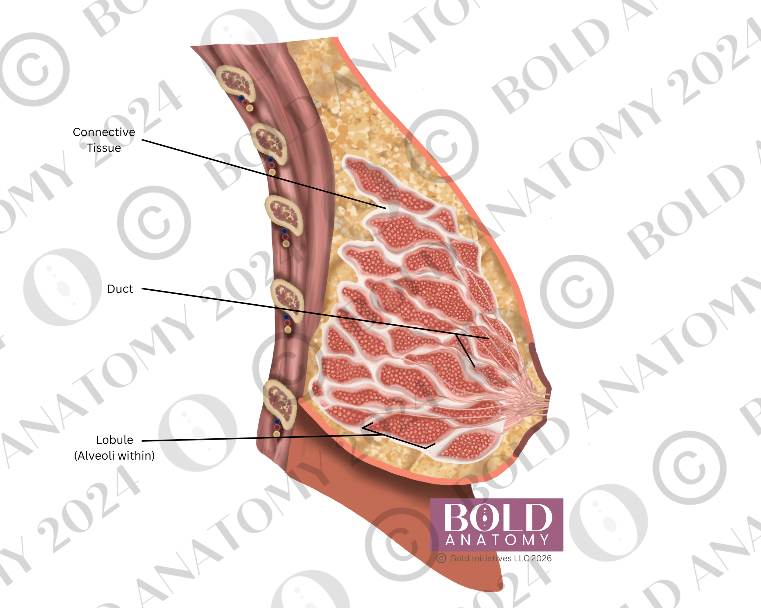Labeled Breast, Side View, Medium Dark.png