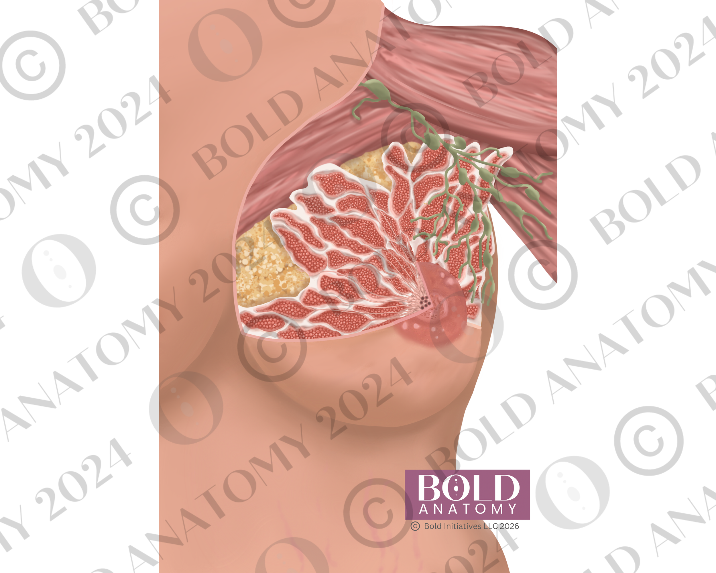 Anterior Breast Anatomy, Lightest