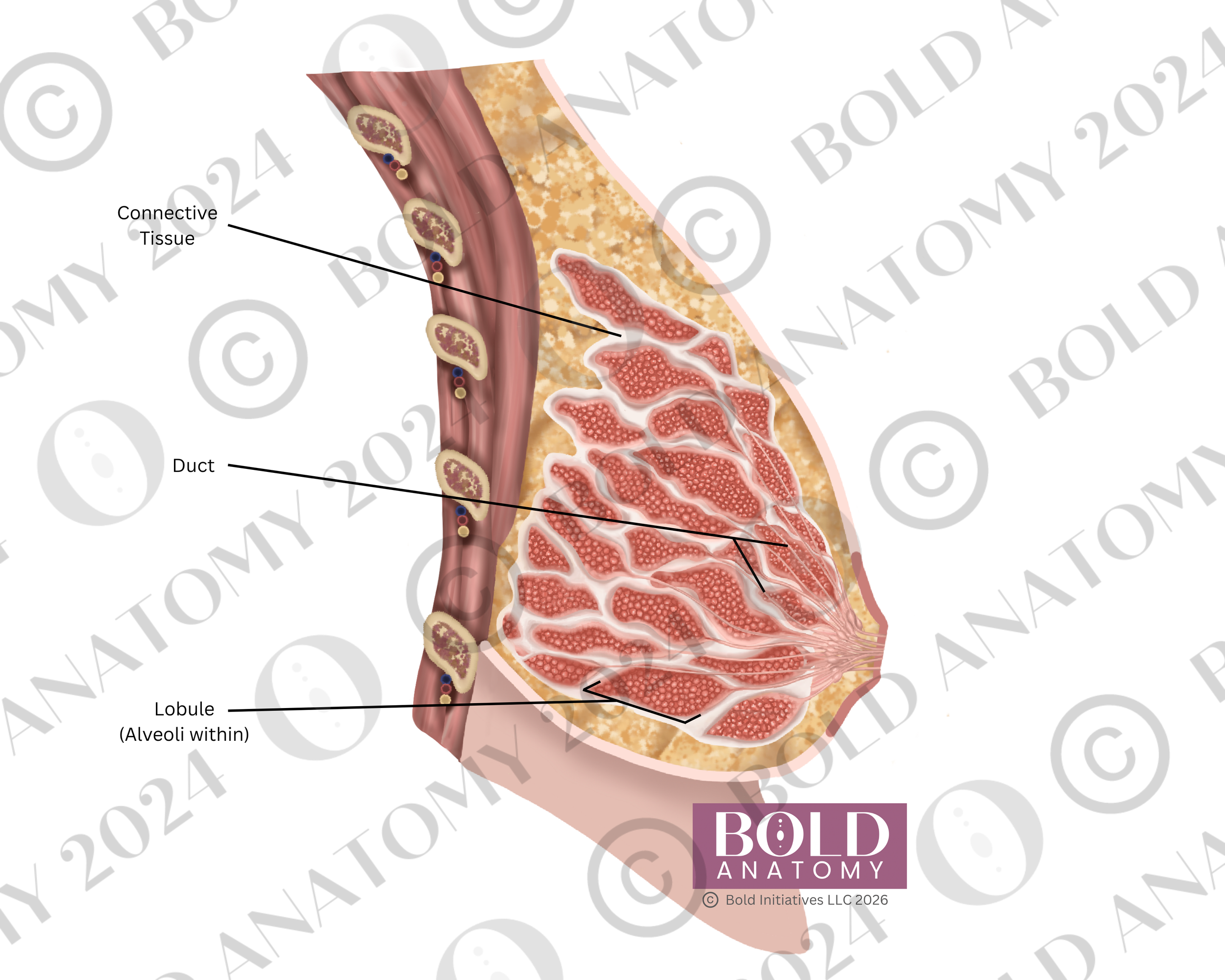 Sagittal Breast Anatomy, Lightest