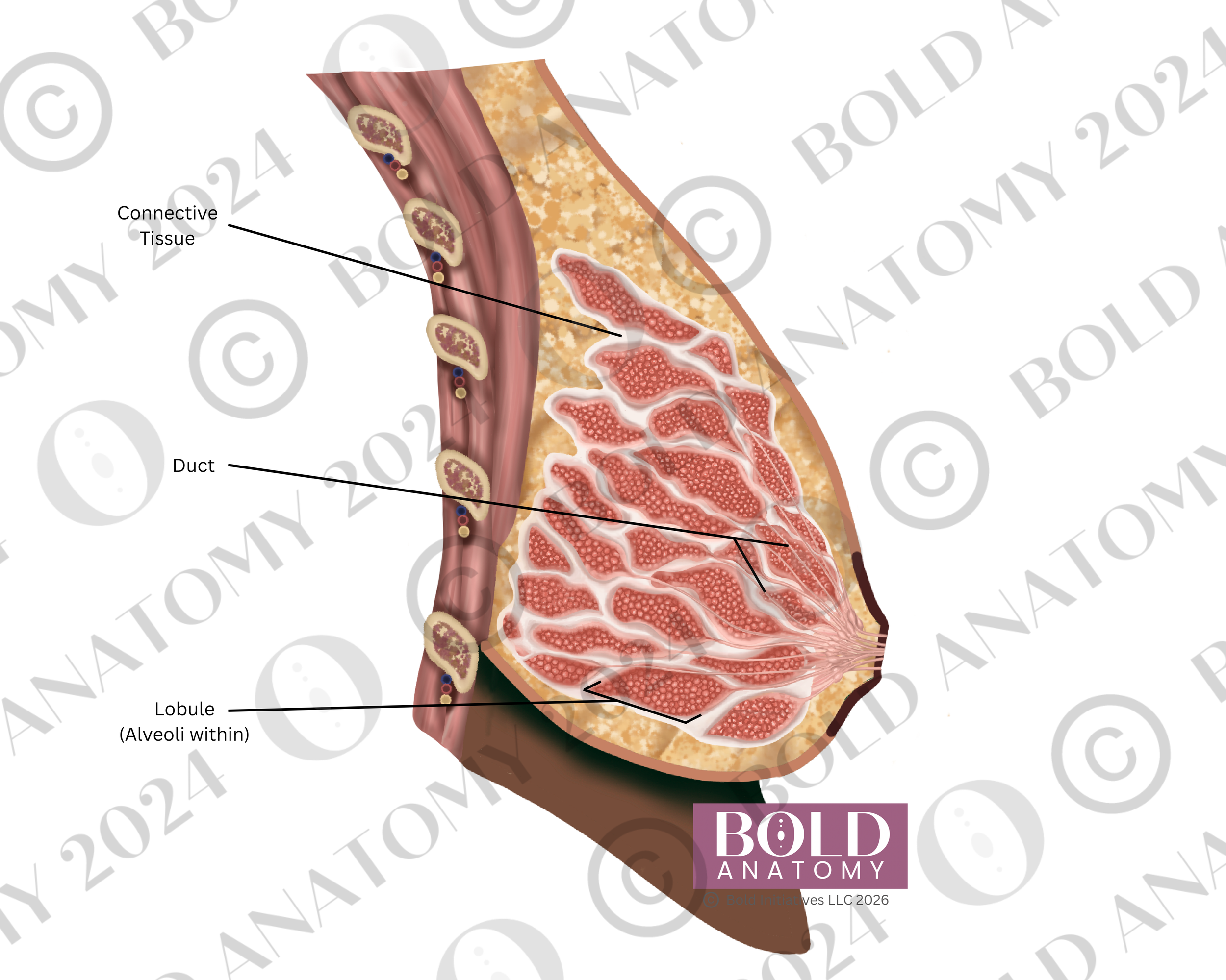 Labeled Breast, Side View, Darkest.png