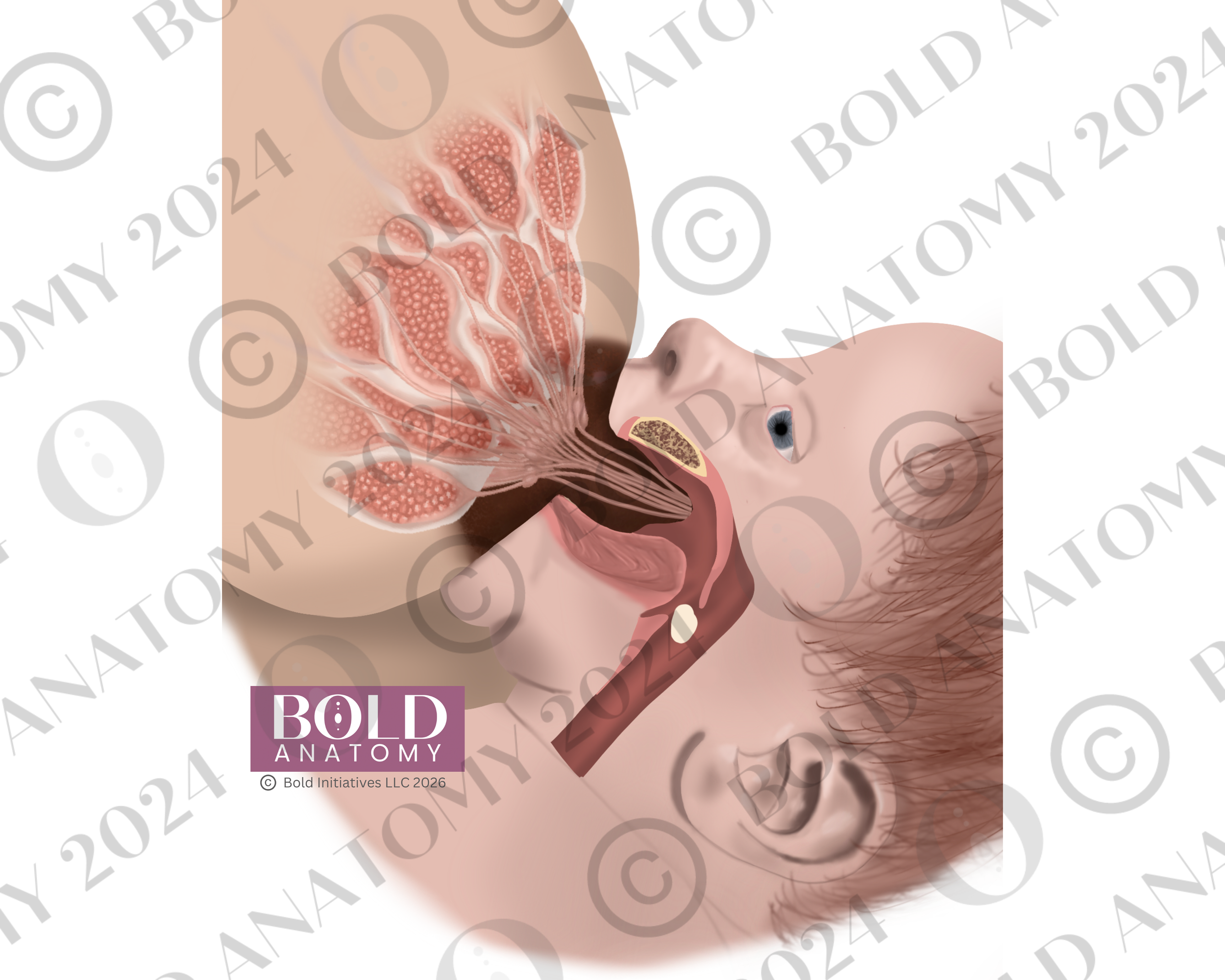 Deep Latch Swallowing, Lightest