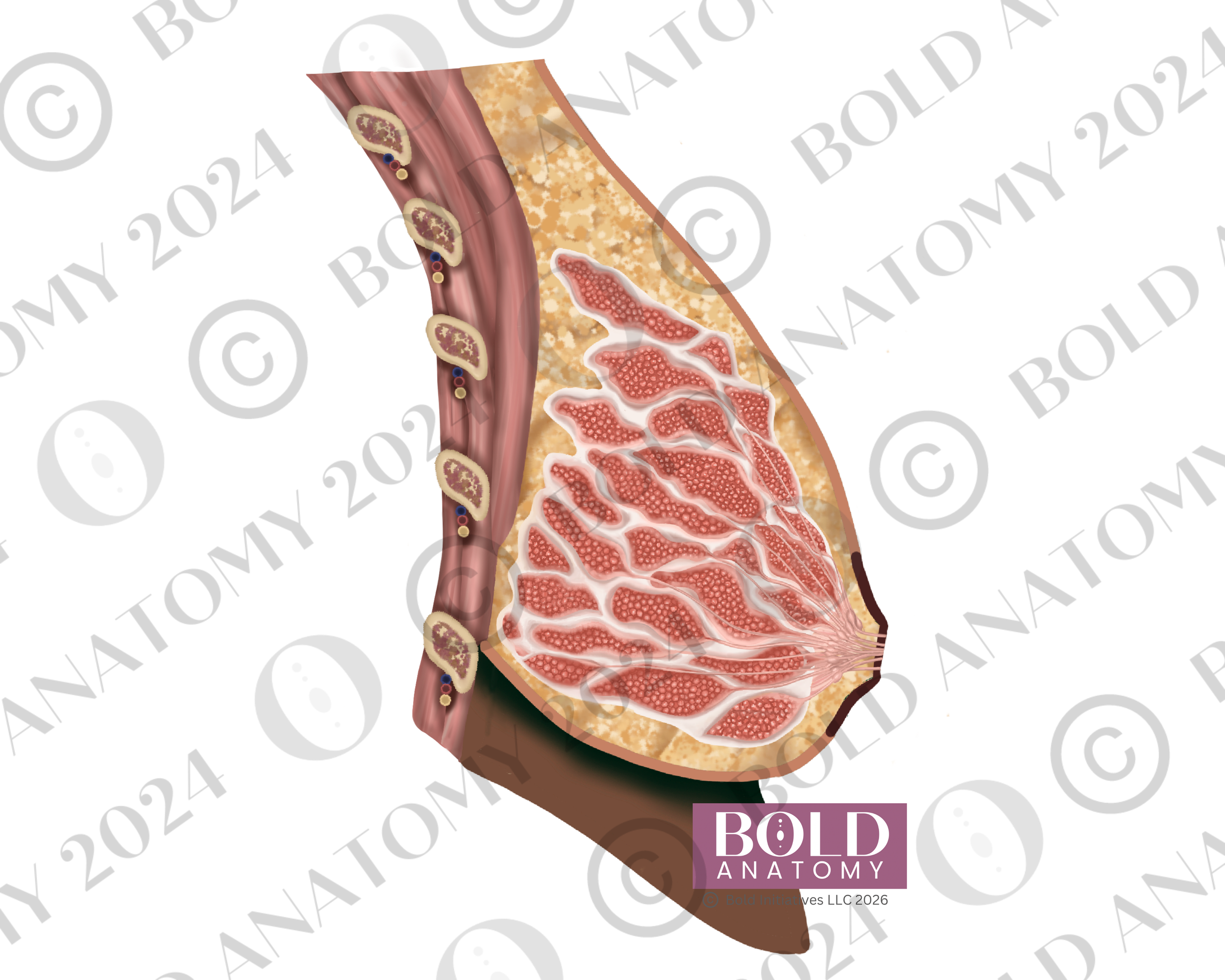 Sagittal Breast Anatomy, Darkest