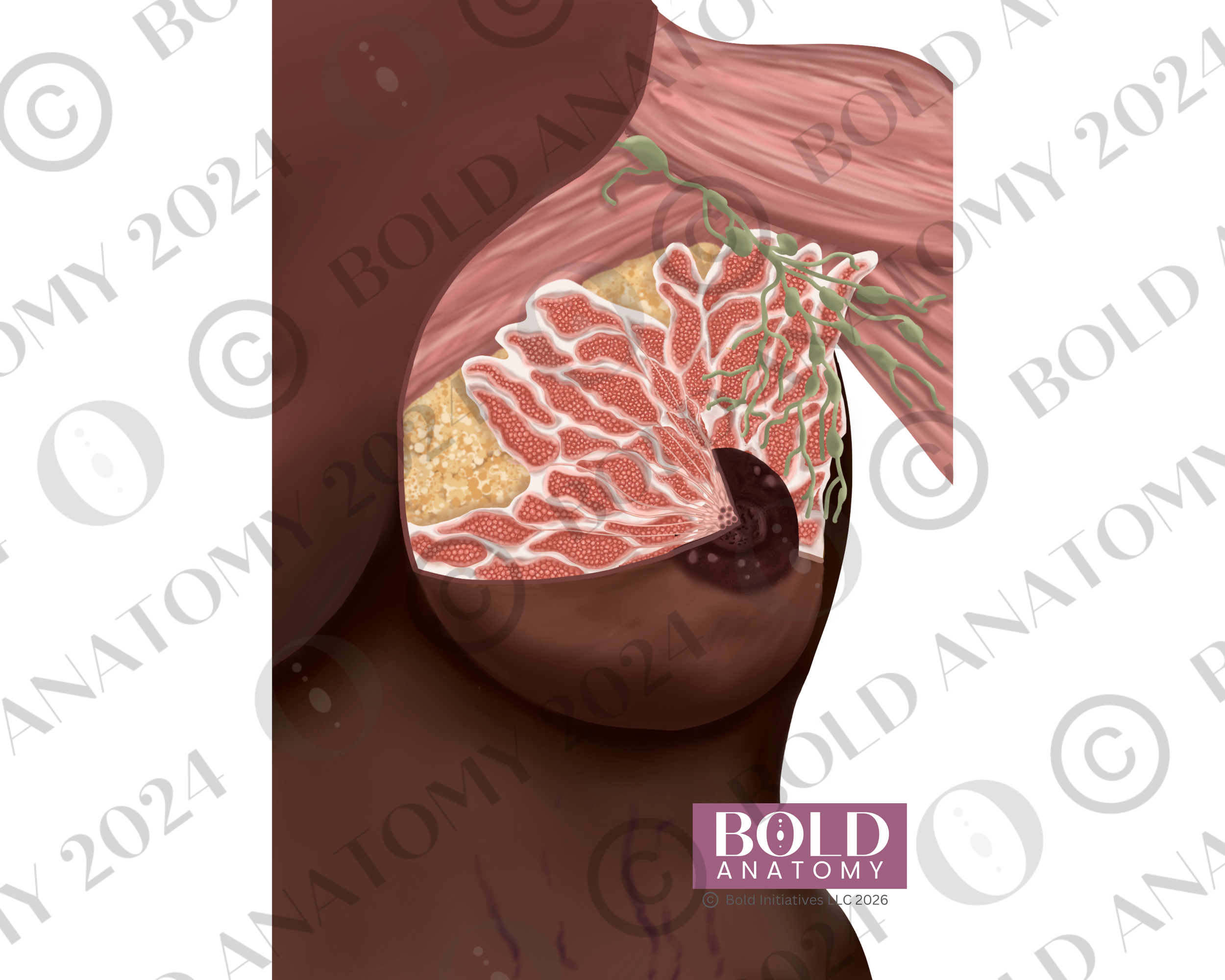 Anterior Breast Anatomy, Darkest