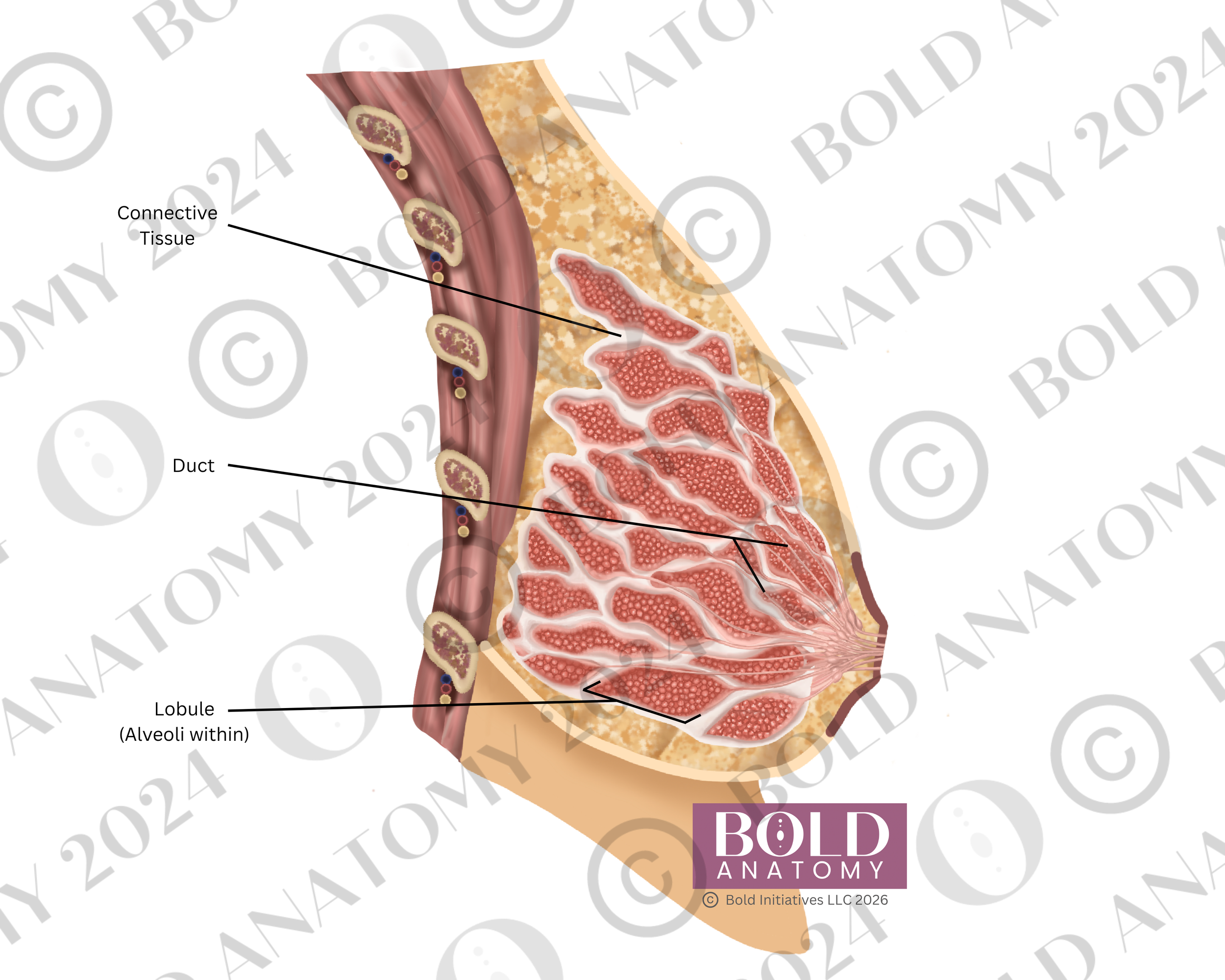 Sagittal Breast Anatomy, Medium Light