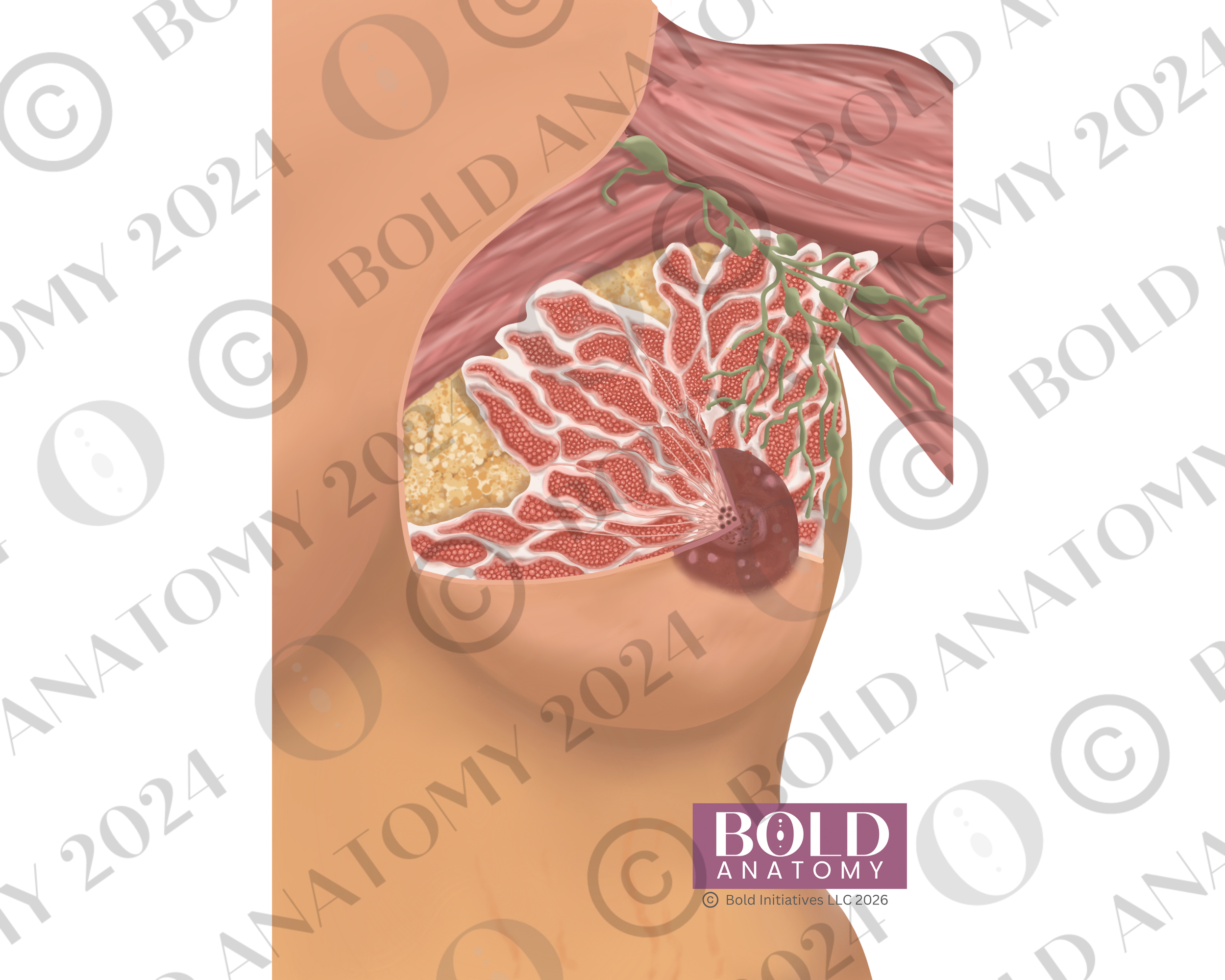 Anterior Breast Anatomy, Medium Light