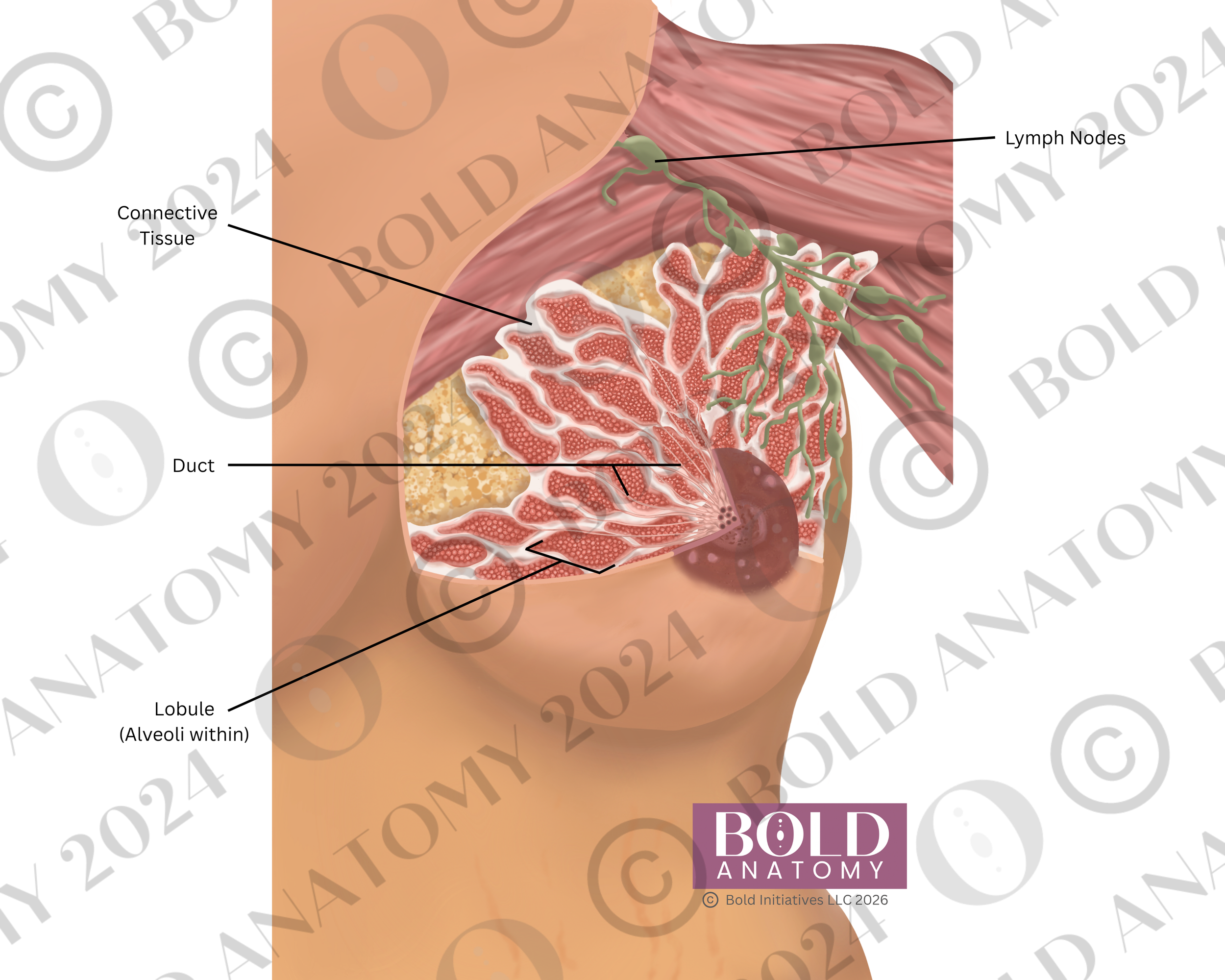 Labeled Anterior Breast, Medium Light.png