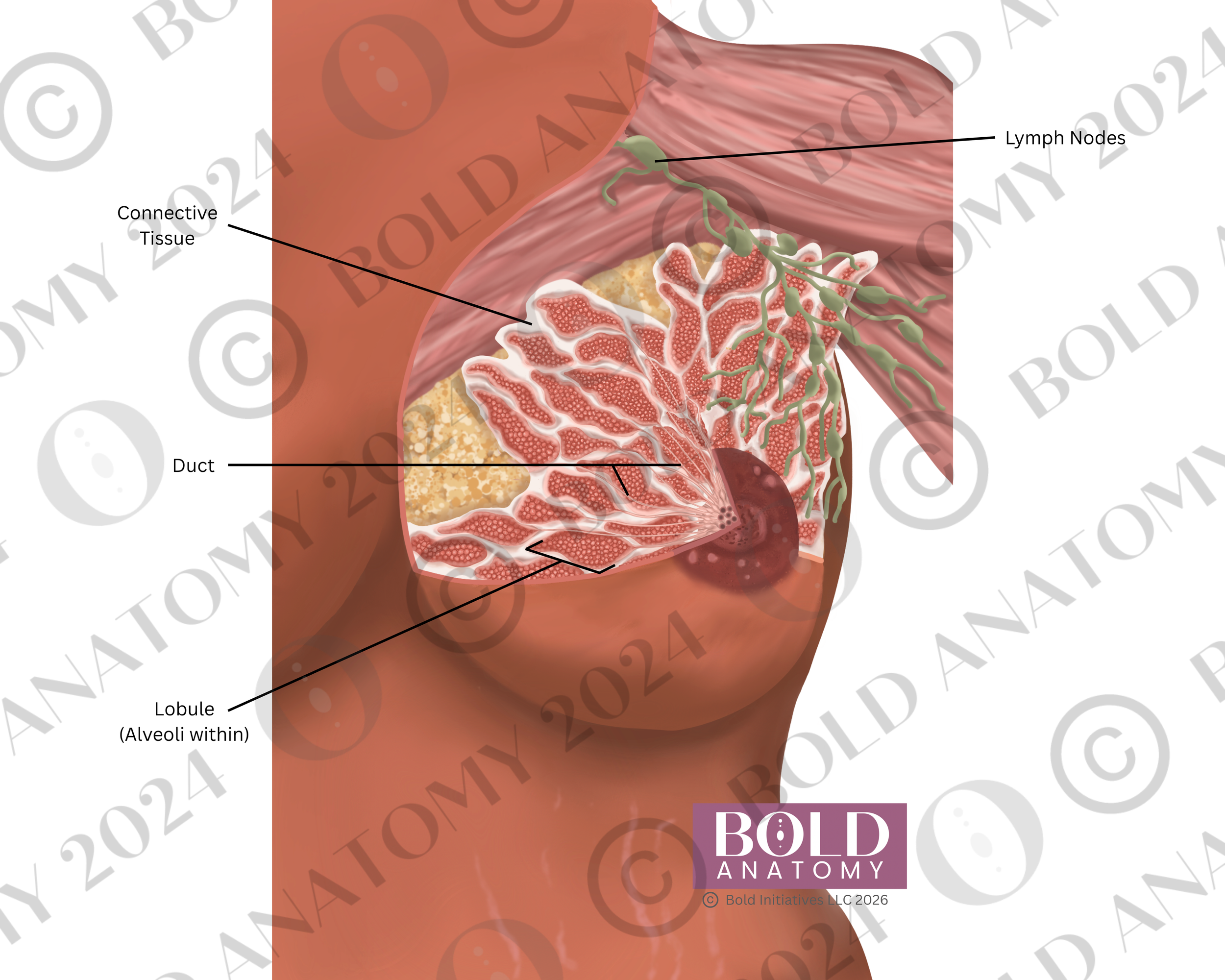 Labeled Anterior Breast, Medium Dark.png