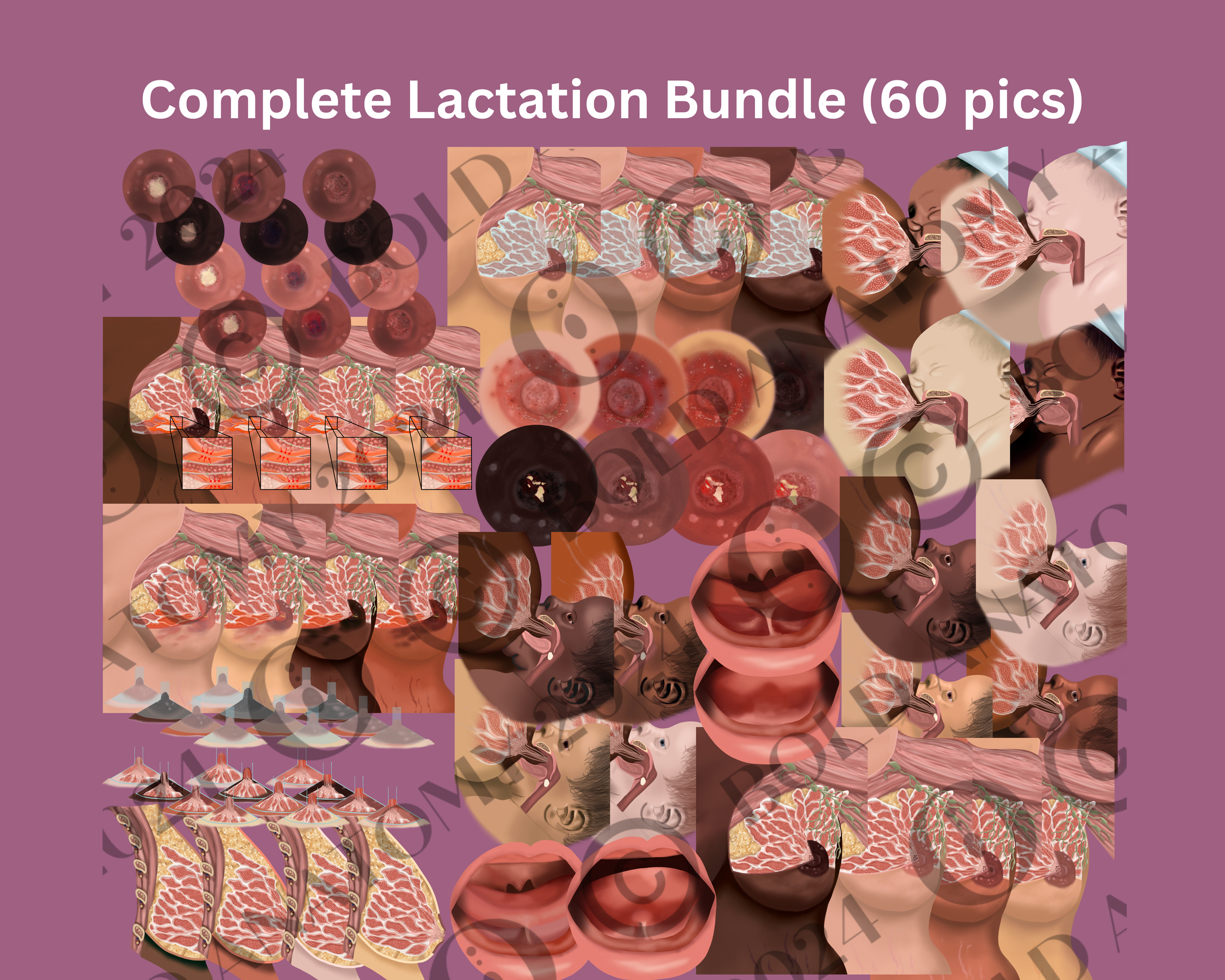 Full Lactation Series