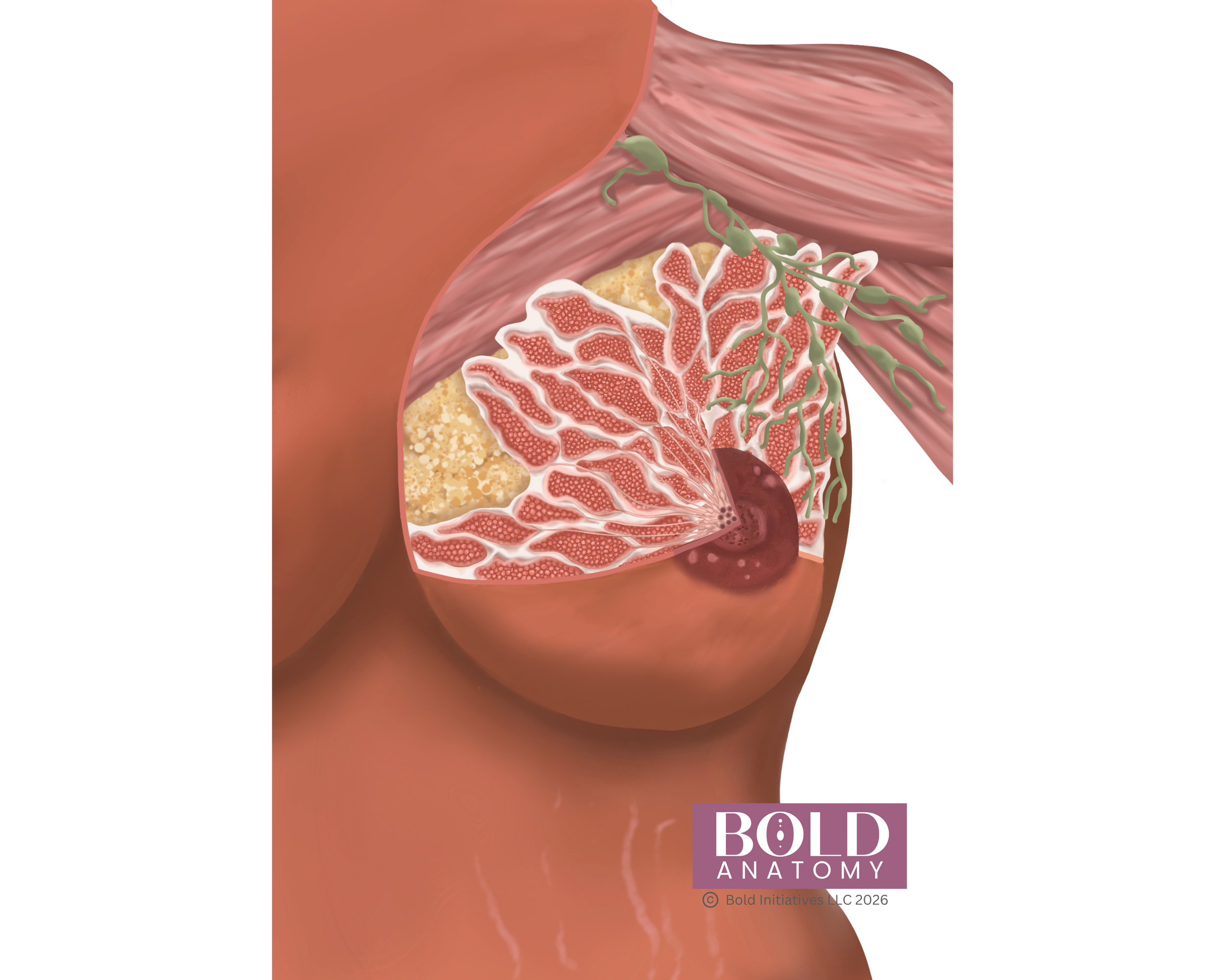 Anterior Breast, Medium Dark.png