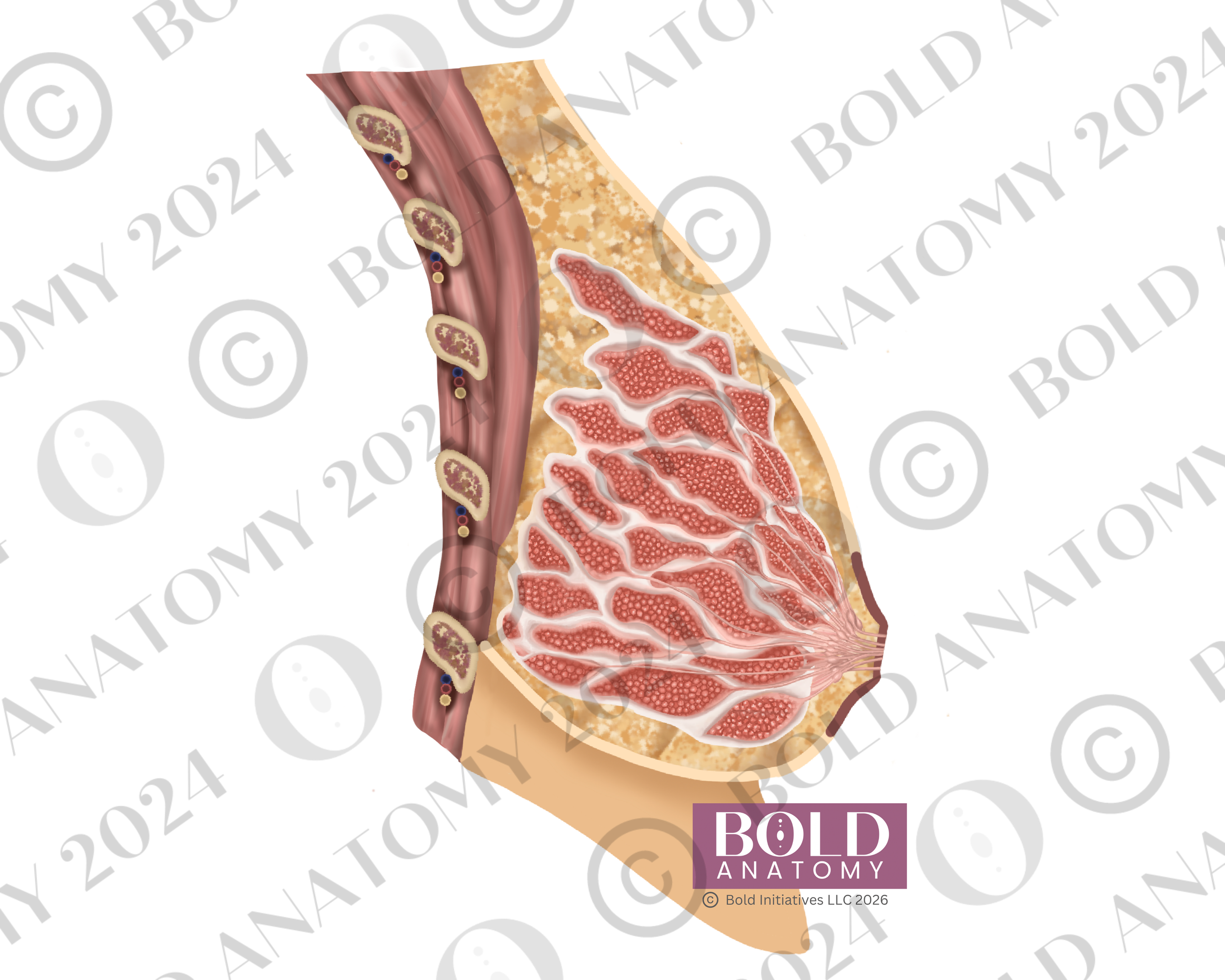 Breast, Side View, Medium Light.png