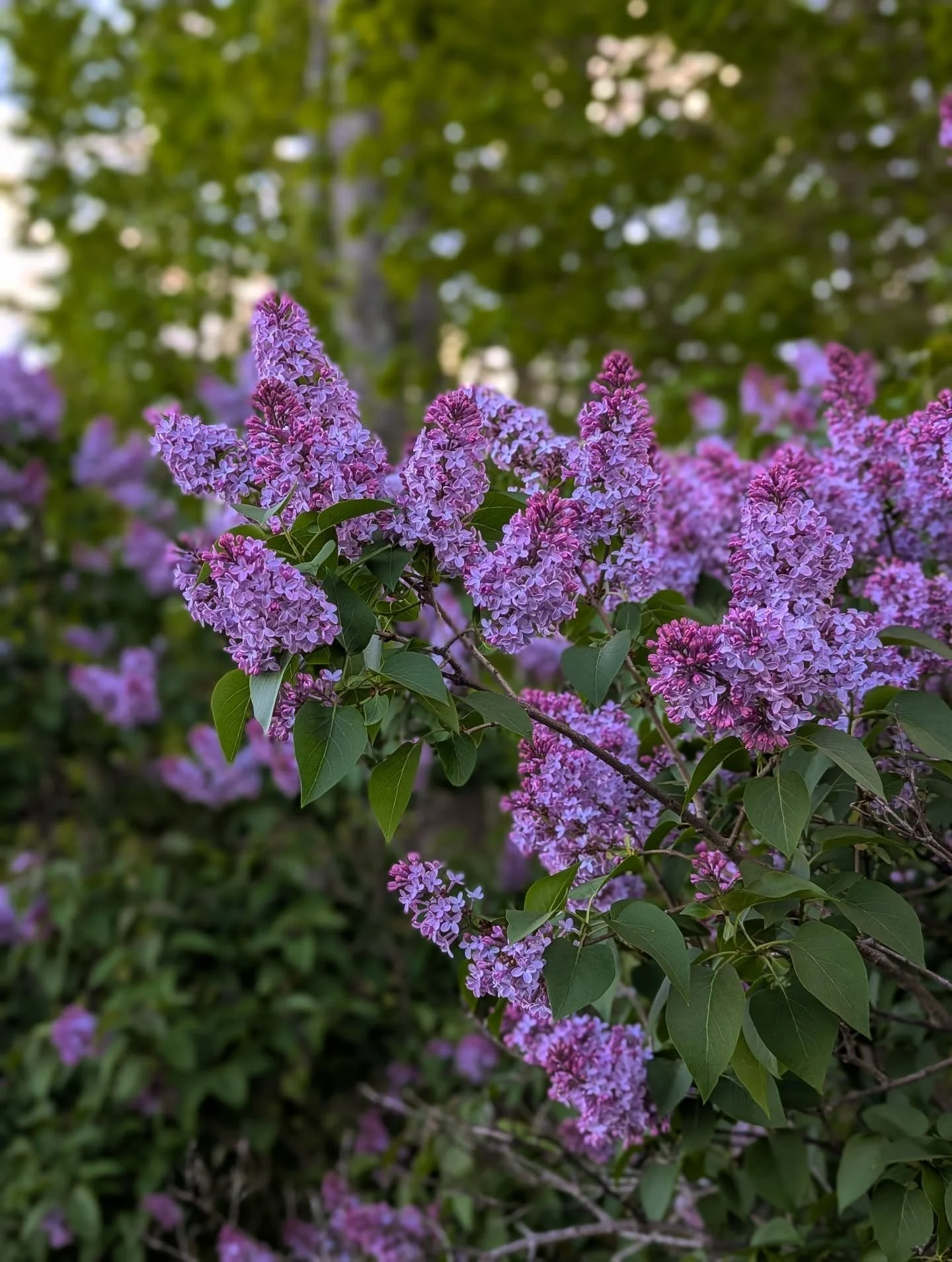 I'd make this post 'scratch and sniff' if I could. Until then, please just admire the sheer audacity of these blooms. 🌸✨

Pro-tip: Pruning right after they finish blooming will set them up for the best bloom next year! 

Now scheduling consultations
