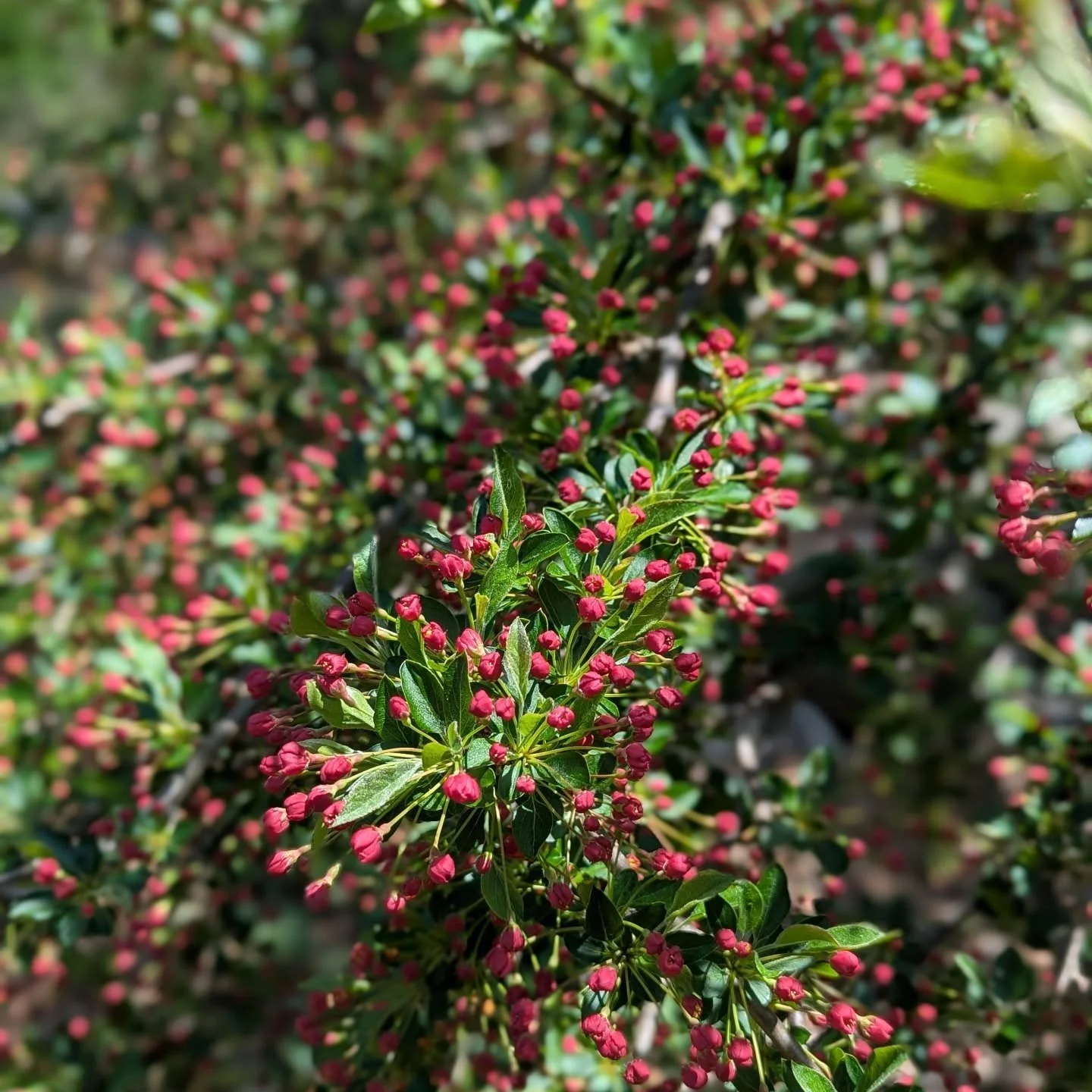 The payoff of proper structural pruning! ✂️ 

Opening up these crabapples for better airflow last season really helped set the stage for a spectacular bloom. They're officially ready to put on a show!

Booking consultations now @
www.brysonbeegardeni