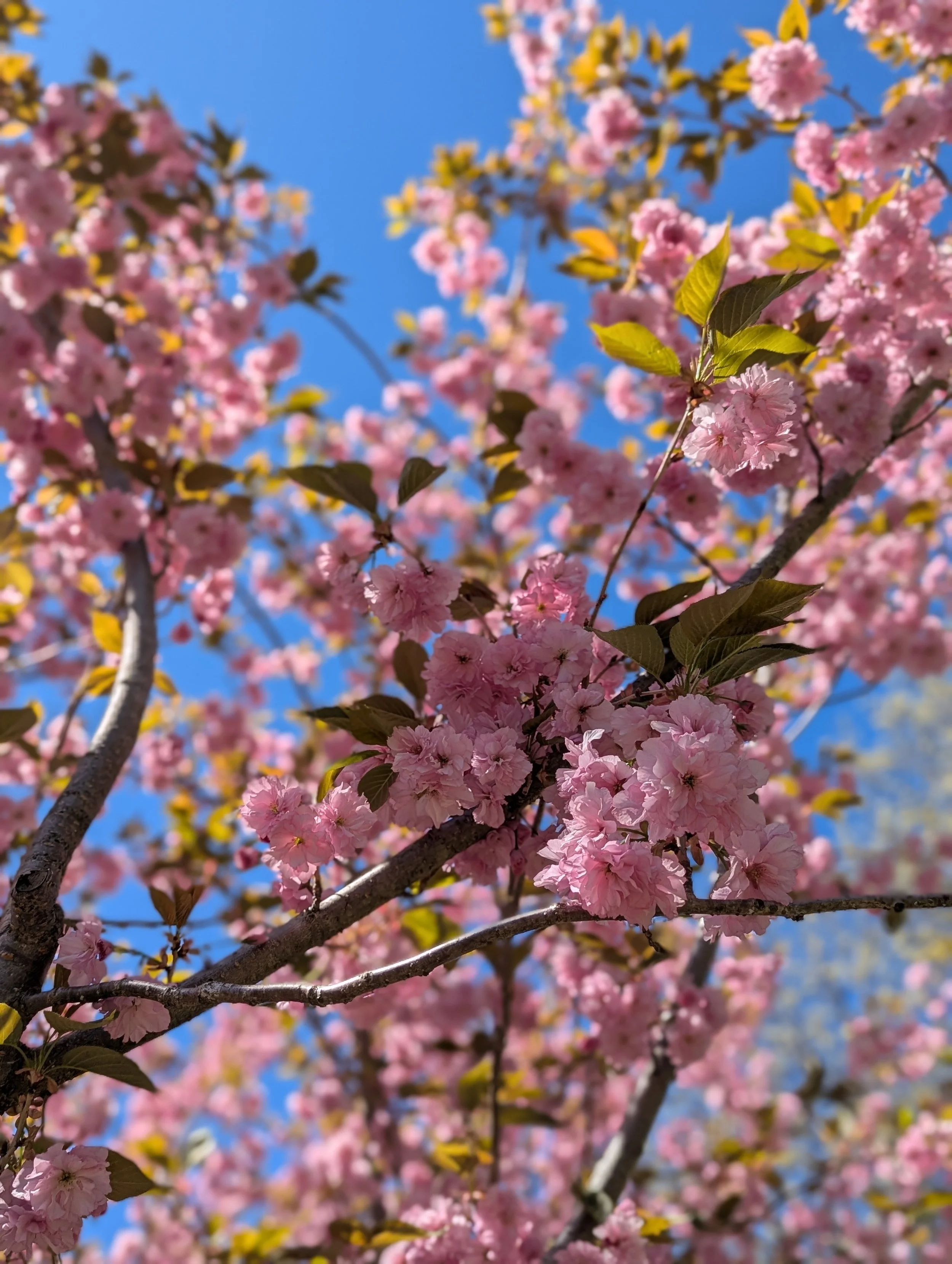 The cherry blossoms this season have been absolutely breathtaking! 🌸✨