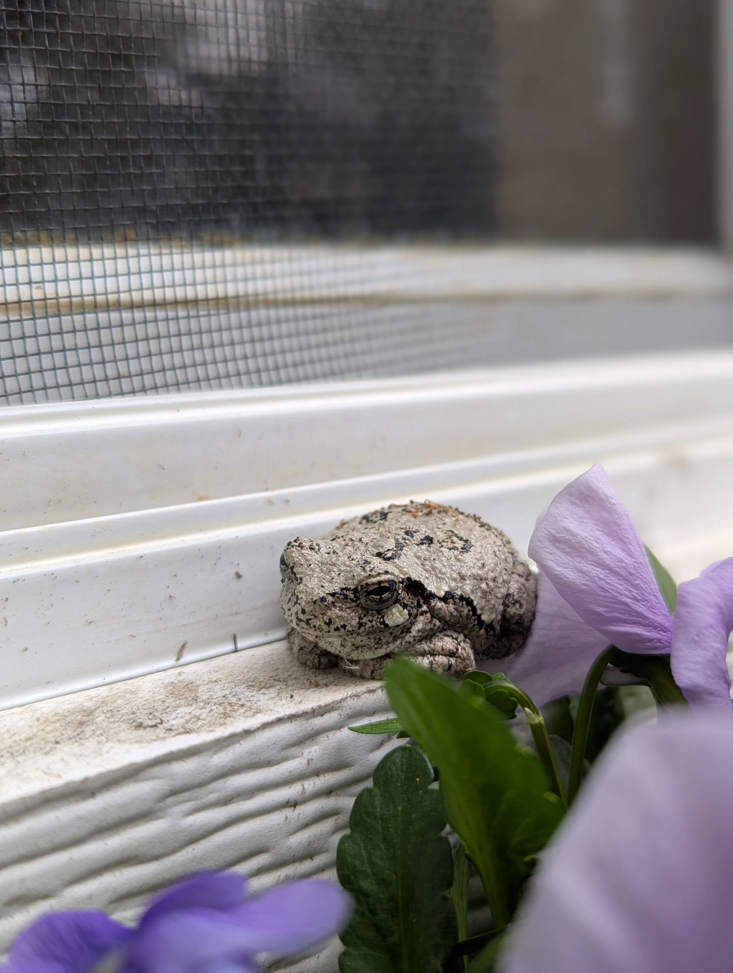 Found a tiny garden helper taking shelter behind the window box! 🐸🌸 Honestly, I don&rsquo;t blame her&mdash;if I could nap surrounded by fresh blooms all day, I absolutely would.